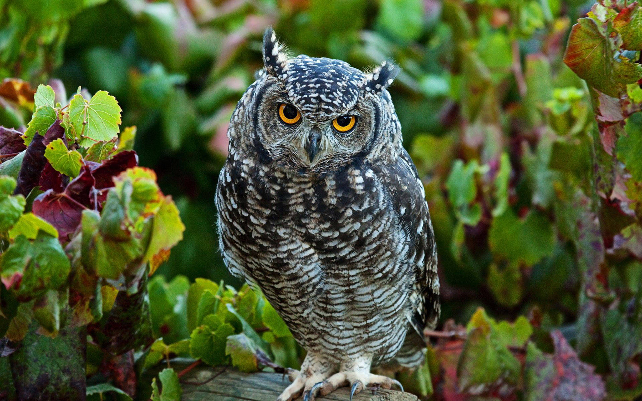 great horned owl, piercing yellow eyes, wooden post, Full HD Desktop Wallpaper