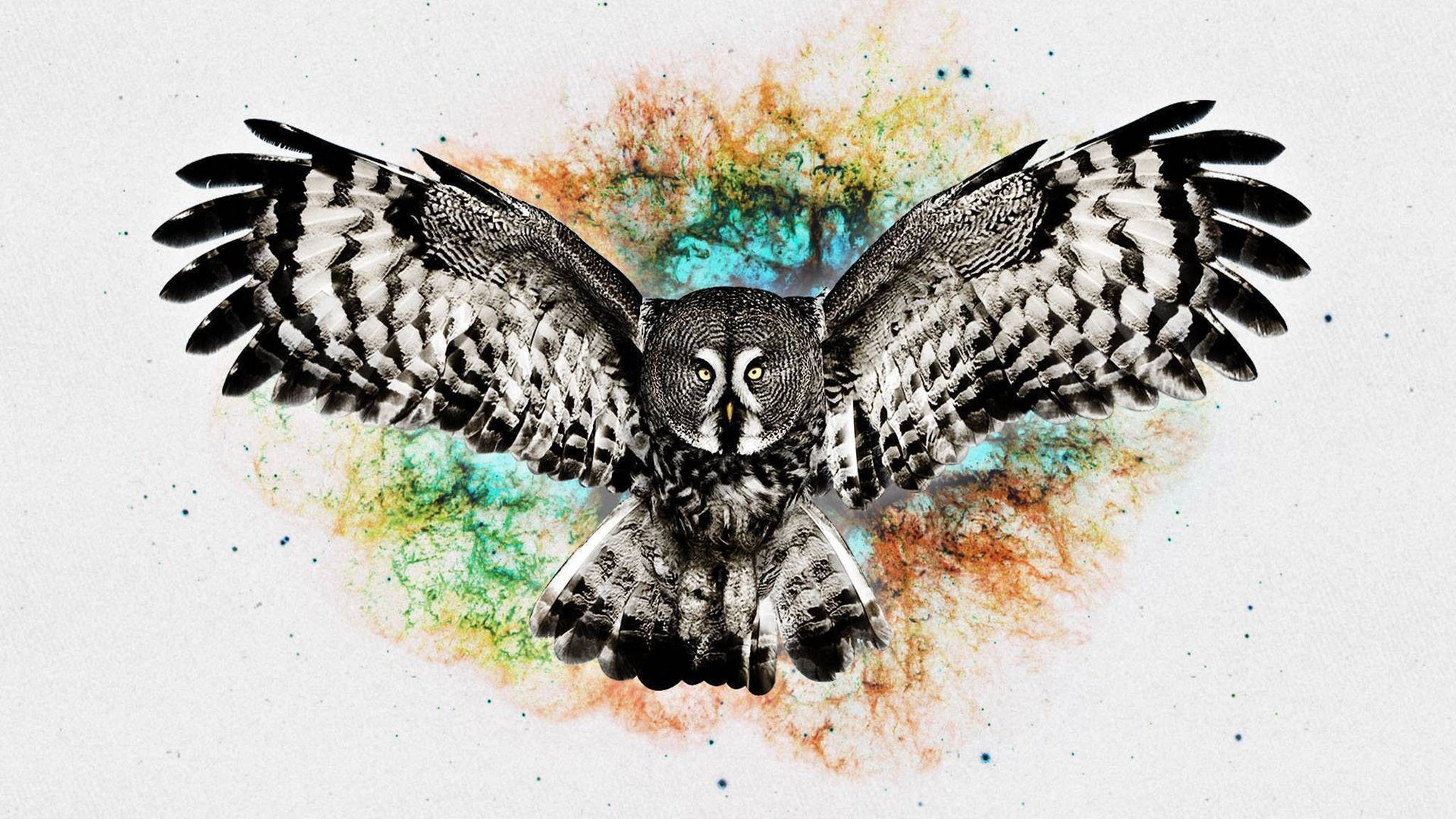 great grey owl, teal, orange, Full HD Desktop Wallpaper