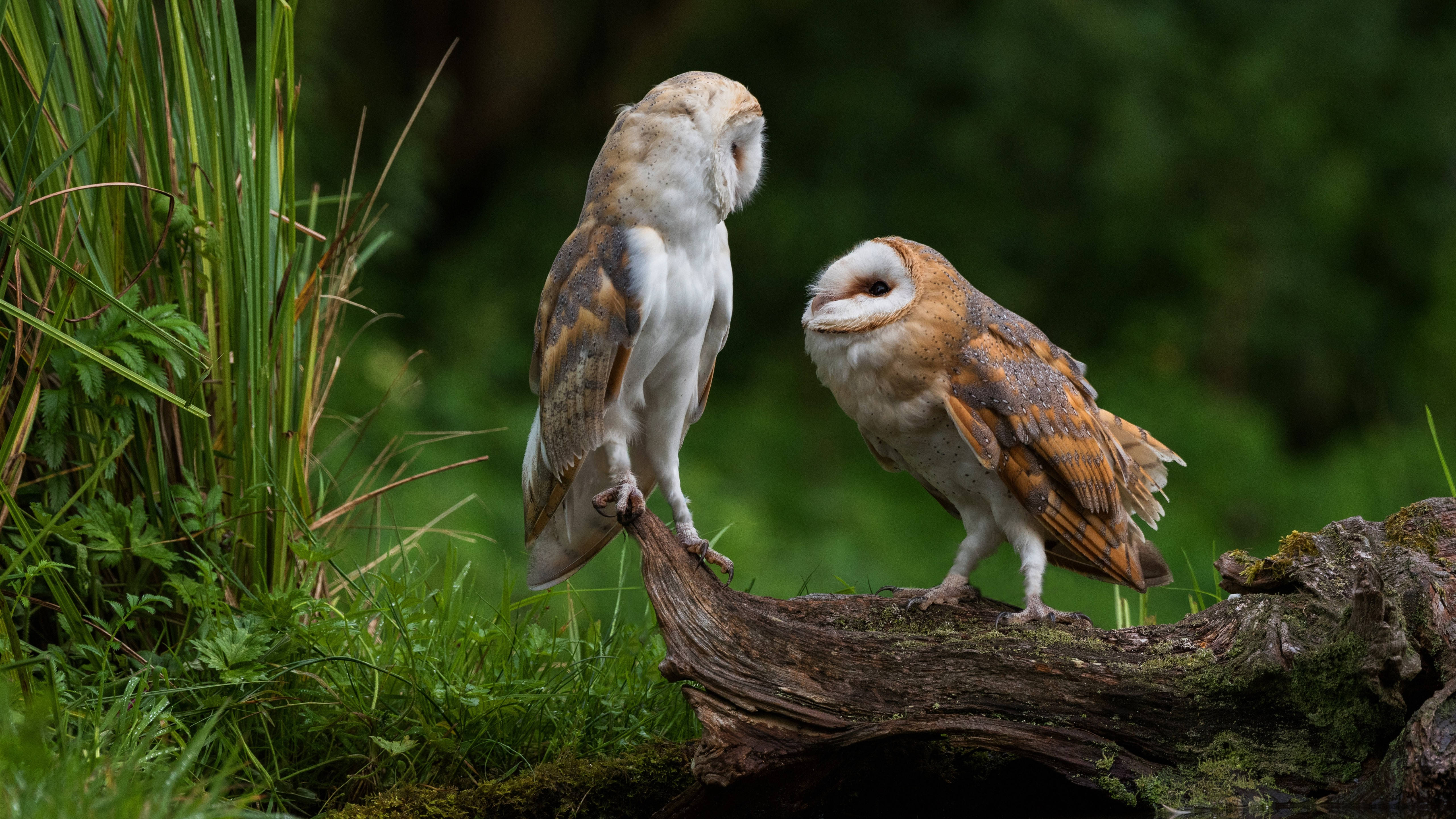 barn owls, mossy log, lush green forest, 5K Desktop Wallpaper