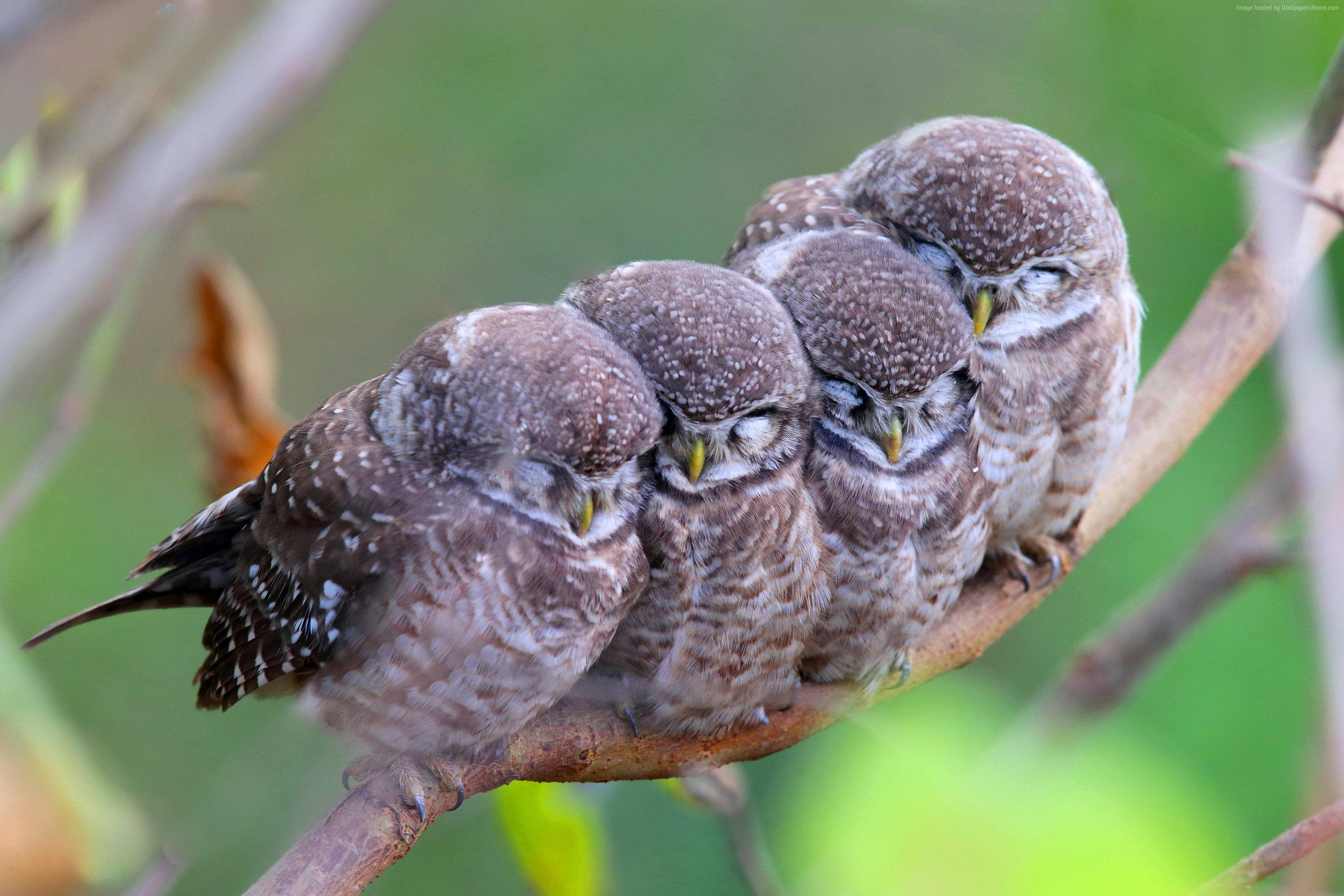 sleeping cute owls, tiny spotted owlets, slender branch, 2K Desktop Wallpaper