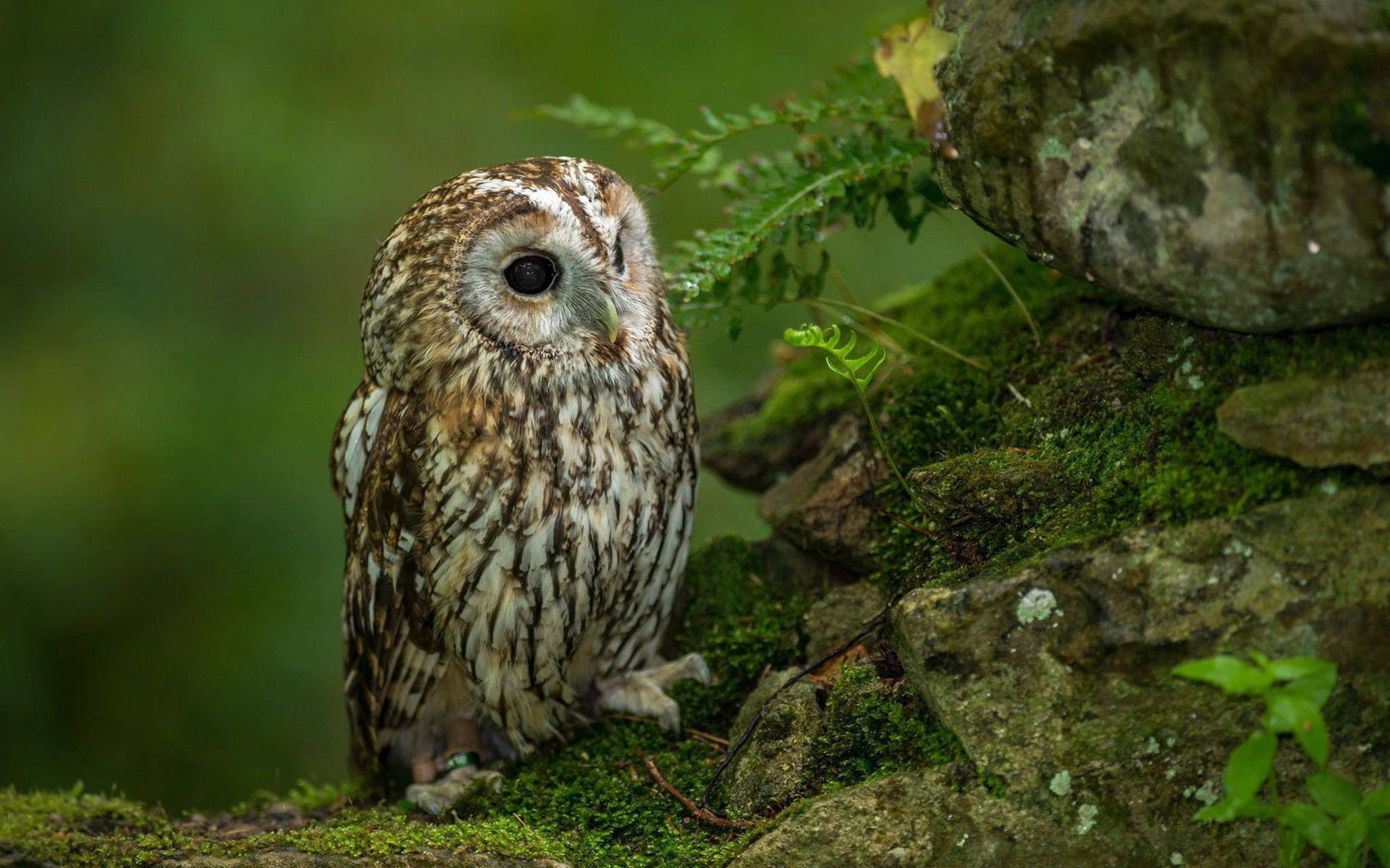 tawny owl, mossy rocks, ferns, Full HD Desktop Wallpaper