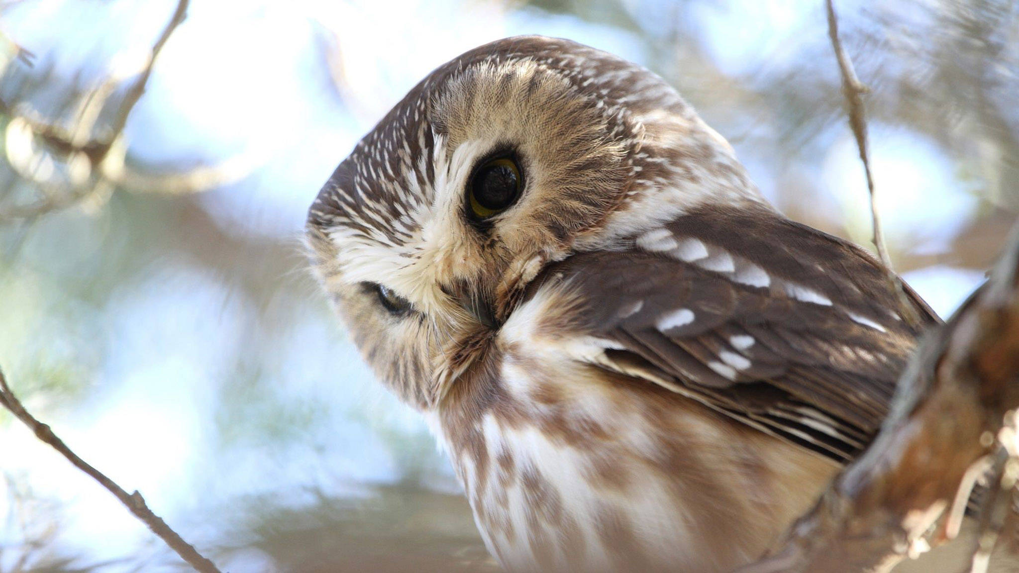 light brown cute owl, small owl, brown and white feathers, Full HD Desktop Wallpaper