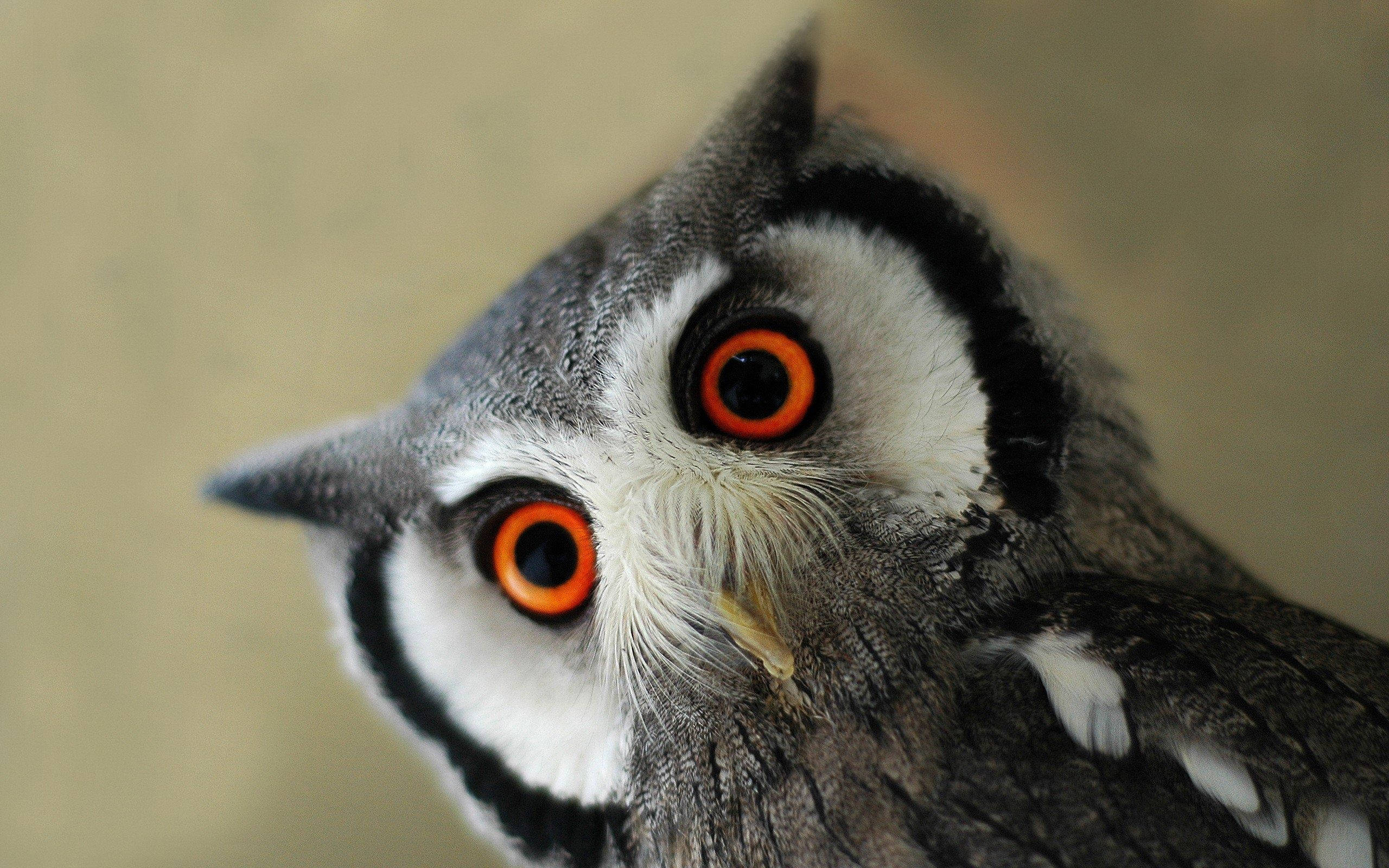 cute owl, orange eyes, grey white feathers, 2K Desktop Wallpaper
