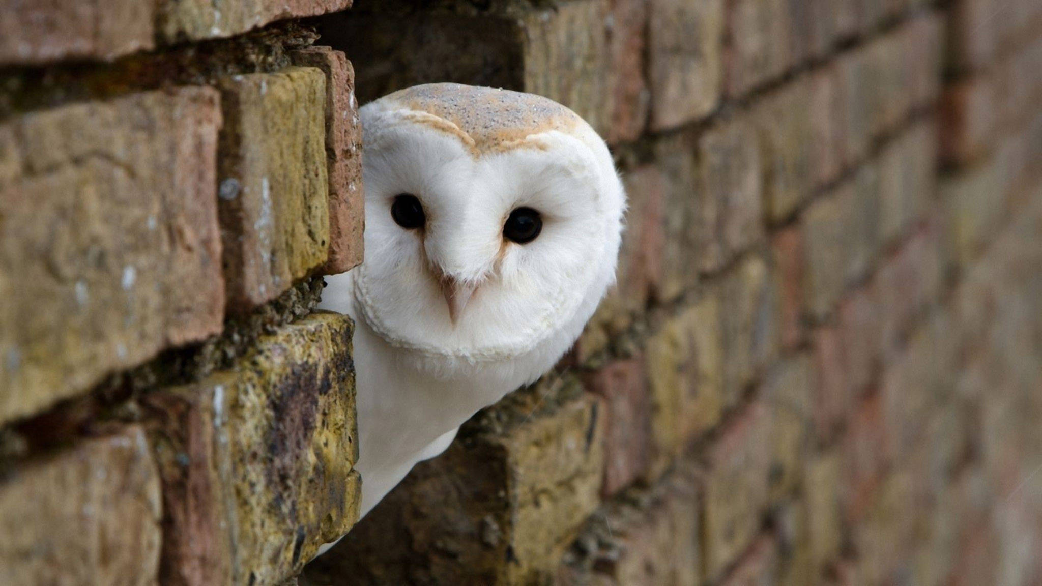barn owl, weathered brick wall, soft white feathers, Full HD Desktop Wallpaper