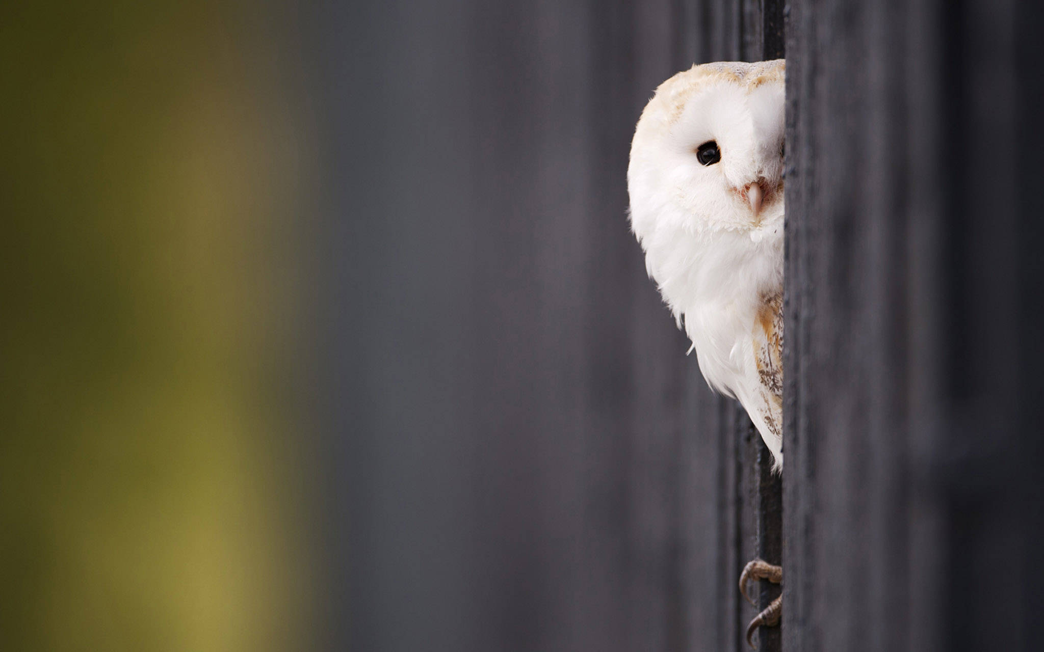 white barn owl, dark wooden fence, soft blurred green background, Full HD Desktop Wallpaper