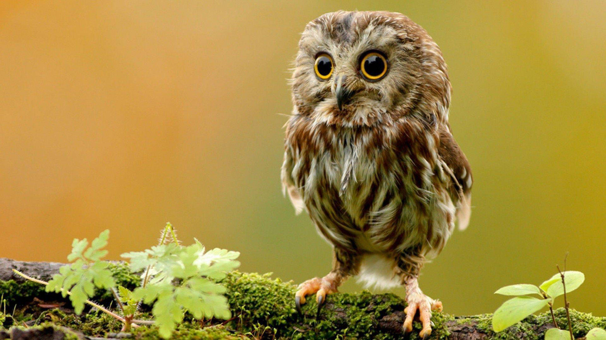 cute owl, macro shot, mossy log, Full HD Desktop Wallpaper