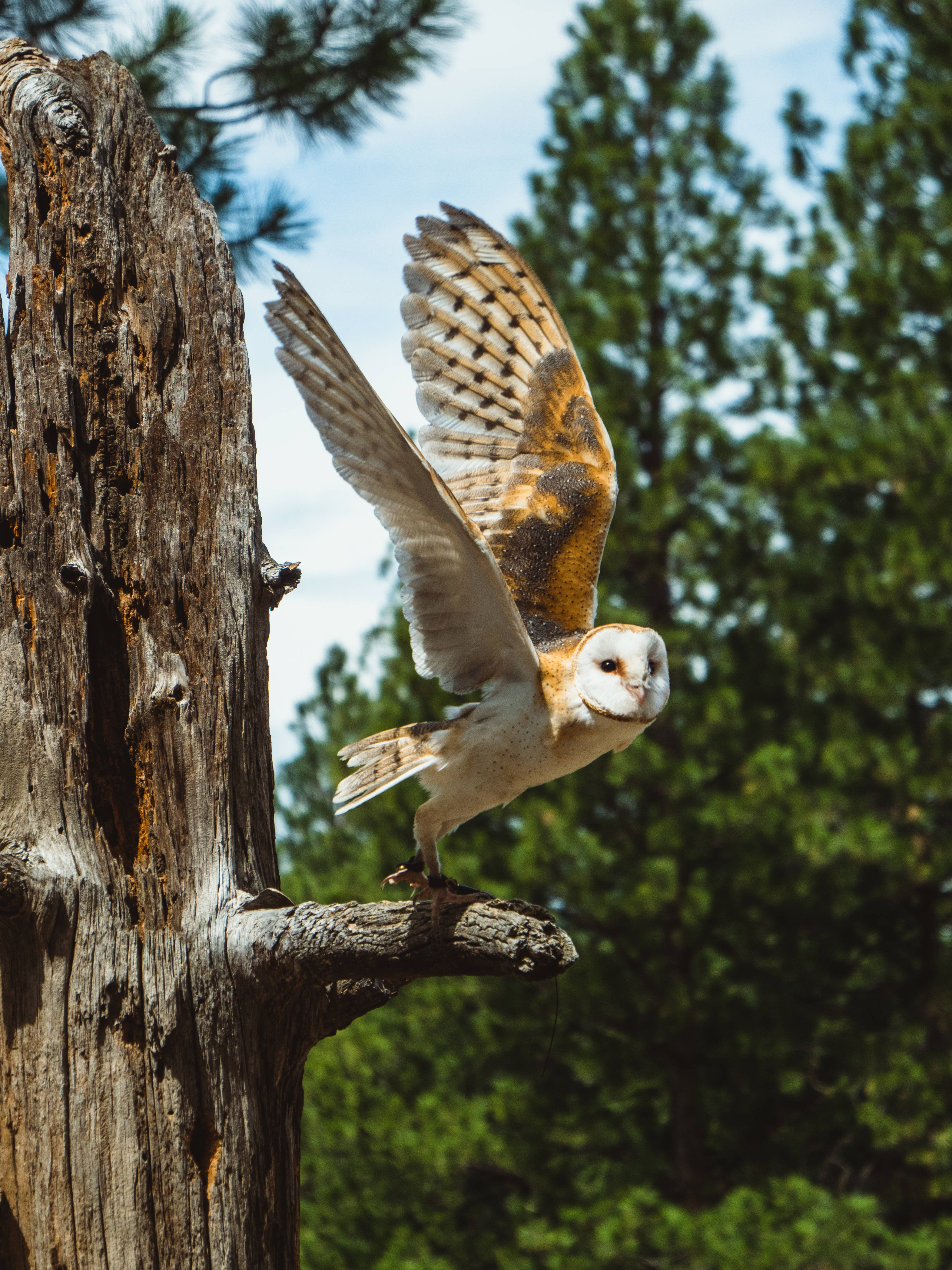barn owl, weathered tree stump, lush green pine trees, 4K Phone Wallpaper