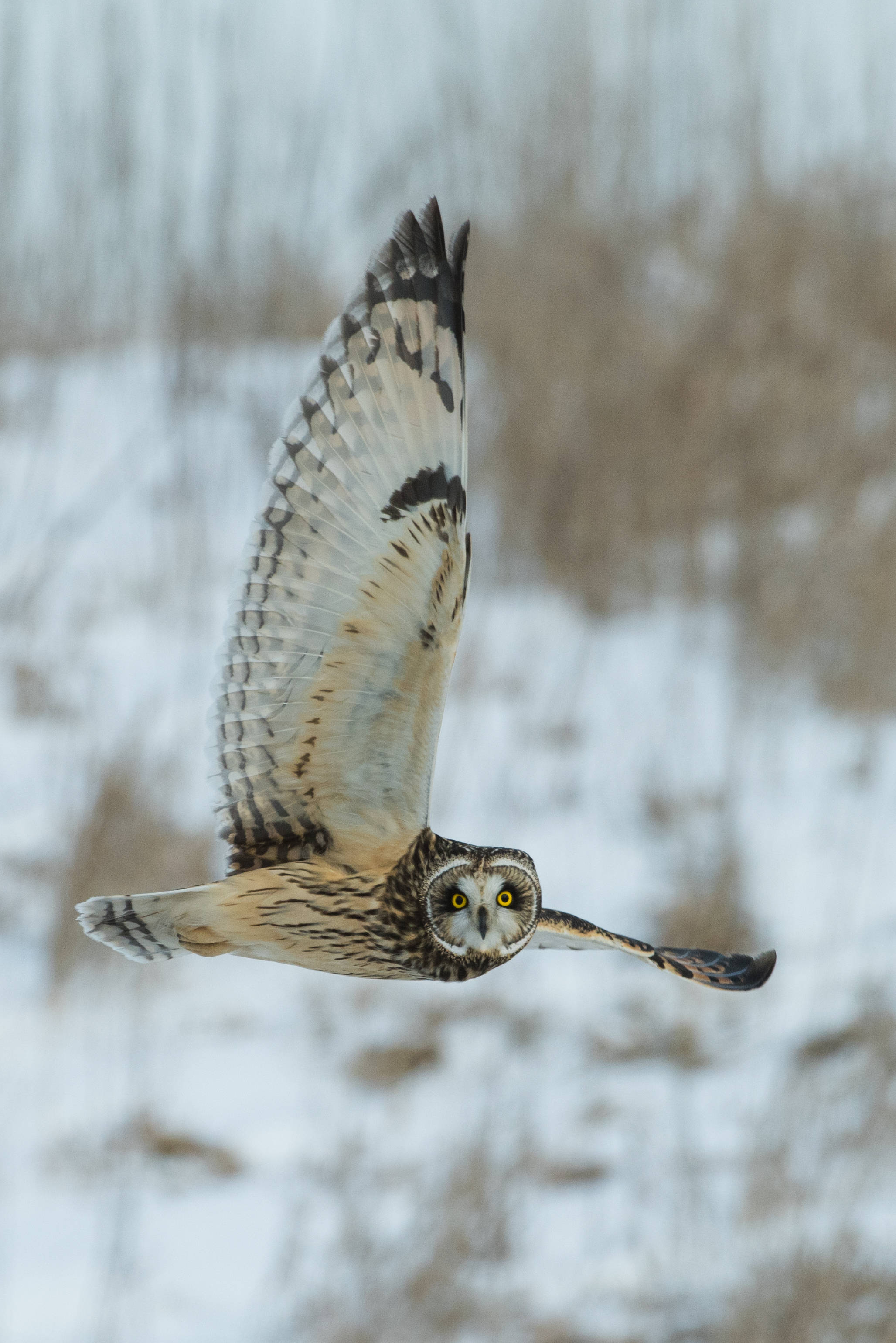 short-eared owl, outstretched wings, snowy field, 2K Phone Wallpaper