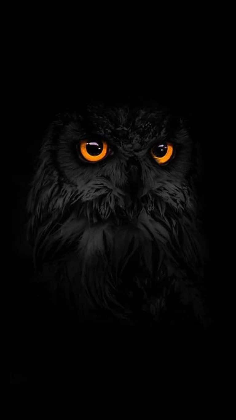 owl, orange eyes, black owl, HD Phone Wallpaper