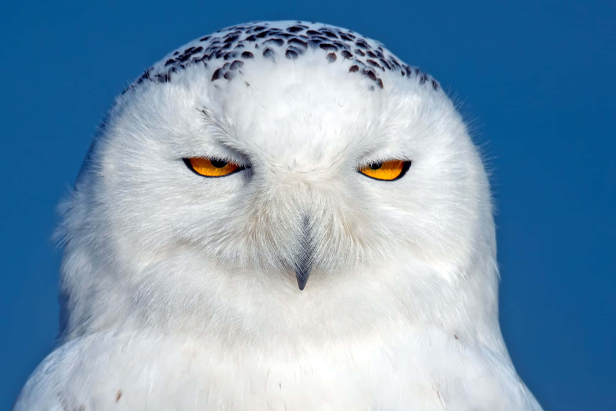 Snowy Owl, piercing orange eyes, white feathers, Full HD Desktop Wallpaper