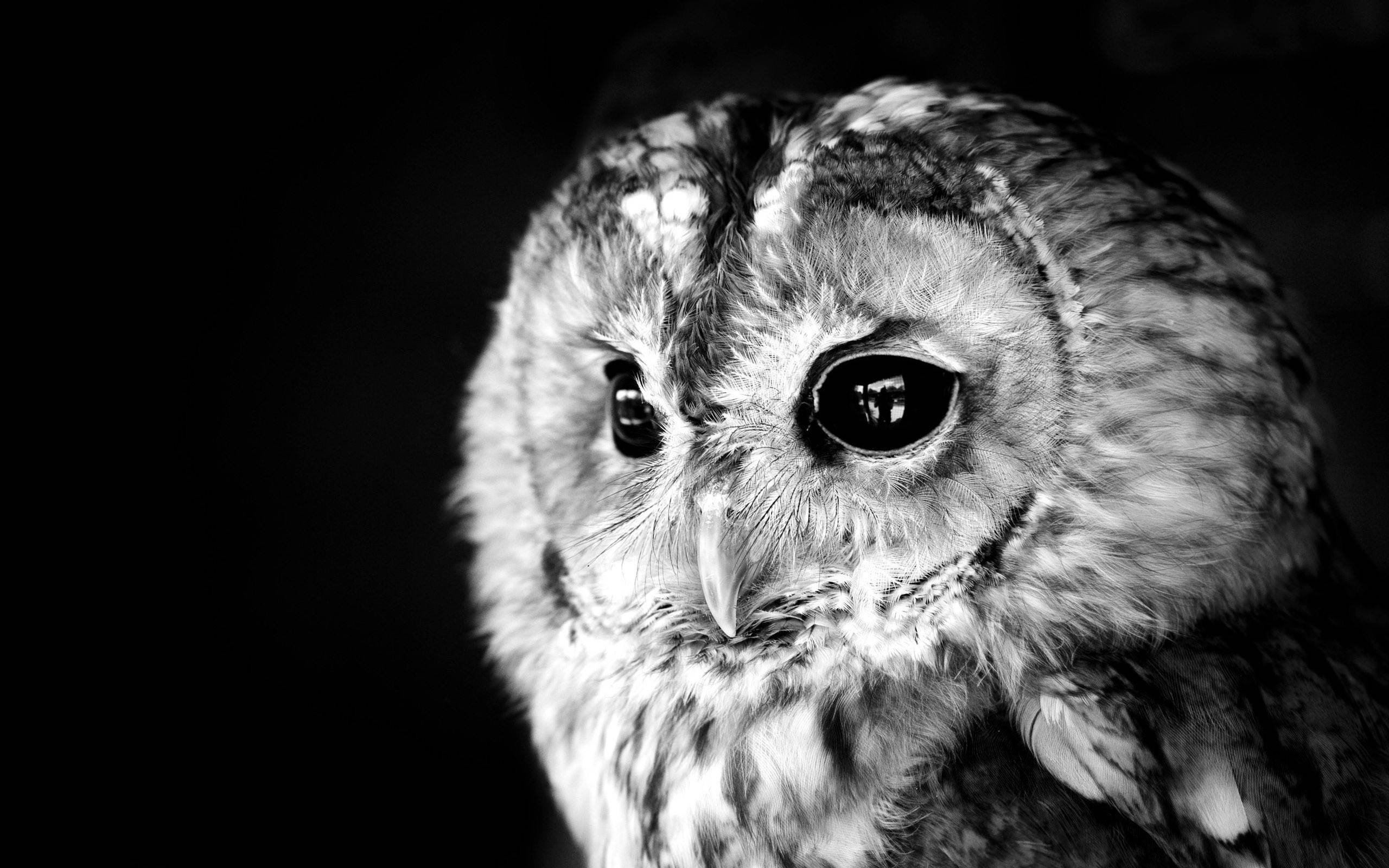 monochrome, cute owl, black and white, 2K Desktop Wallpaper