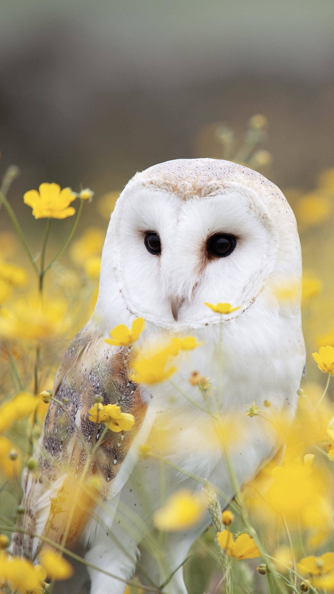 barn owl, white feathers, dark eyes, Full HD Phone Wallpaper