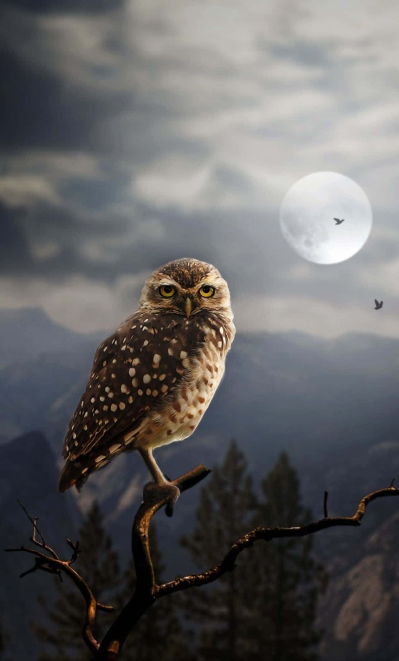 spotted burrowing owl, bare branch, moody mountain backdrop, Full HD Phone Wallpaper