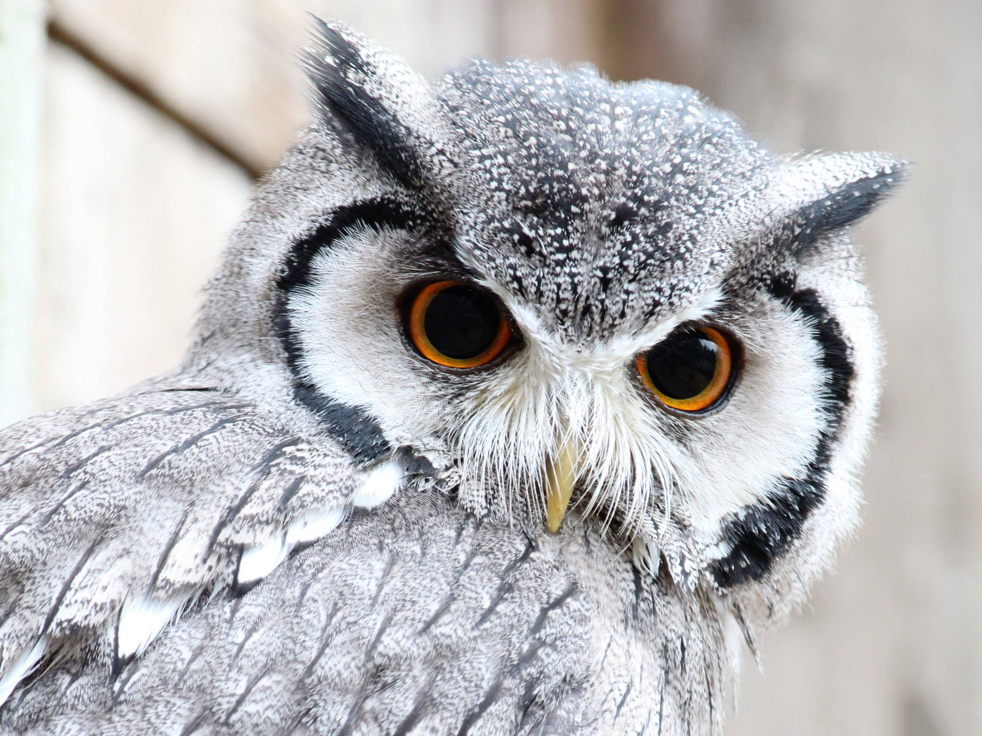white faced cute owl, gray owl, intense orange eyes, 2K Desktop Wallpaper