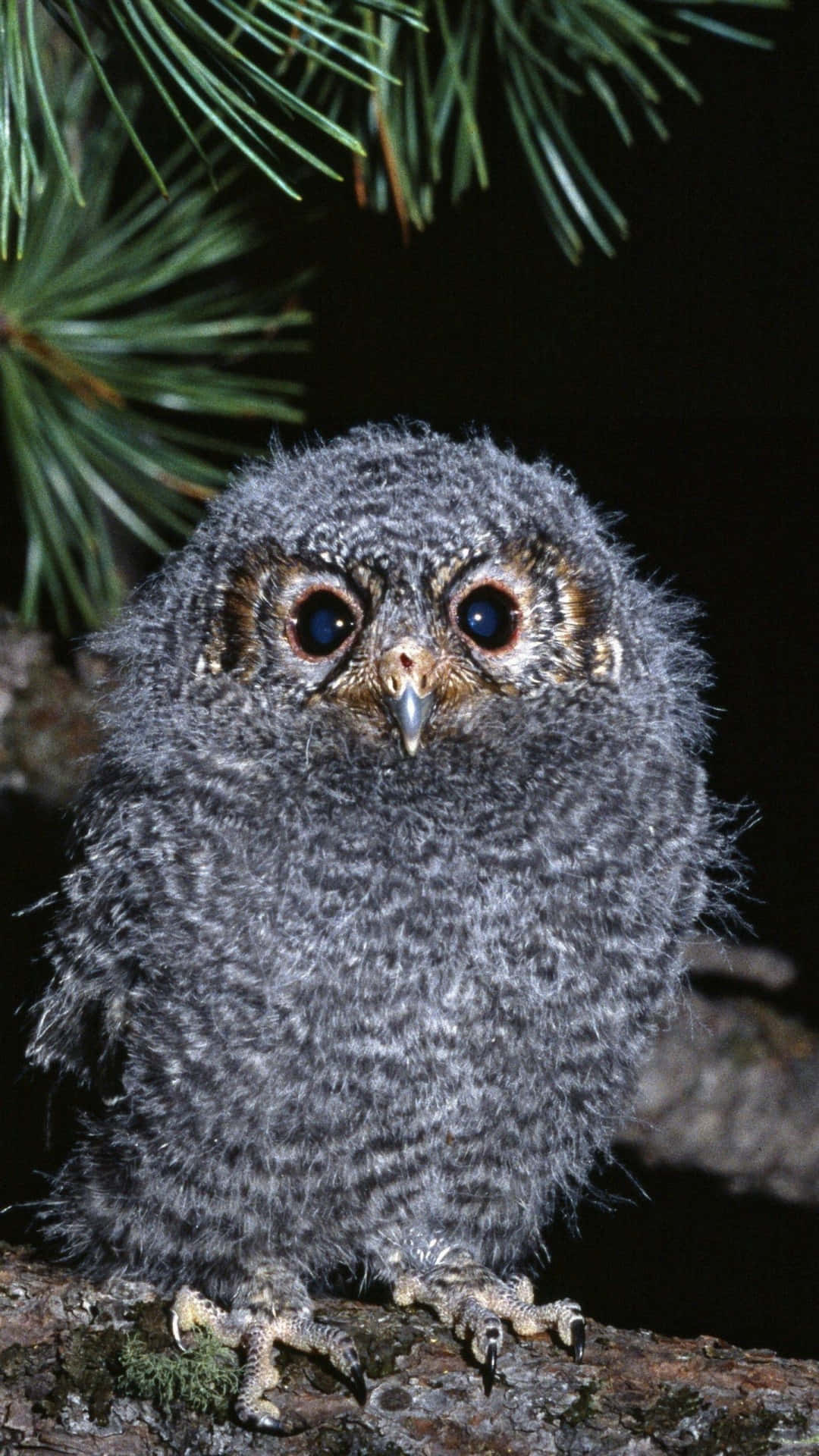 owl phone, gray owlet, mossy branch, Full HD Phone Wallpaper