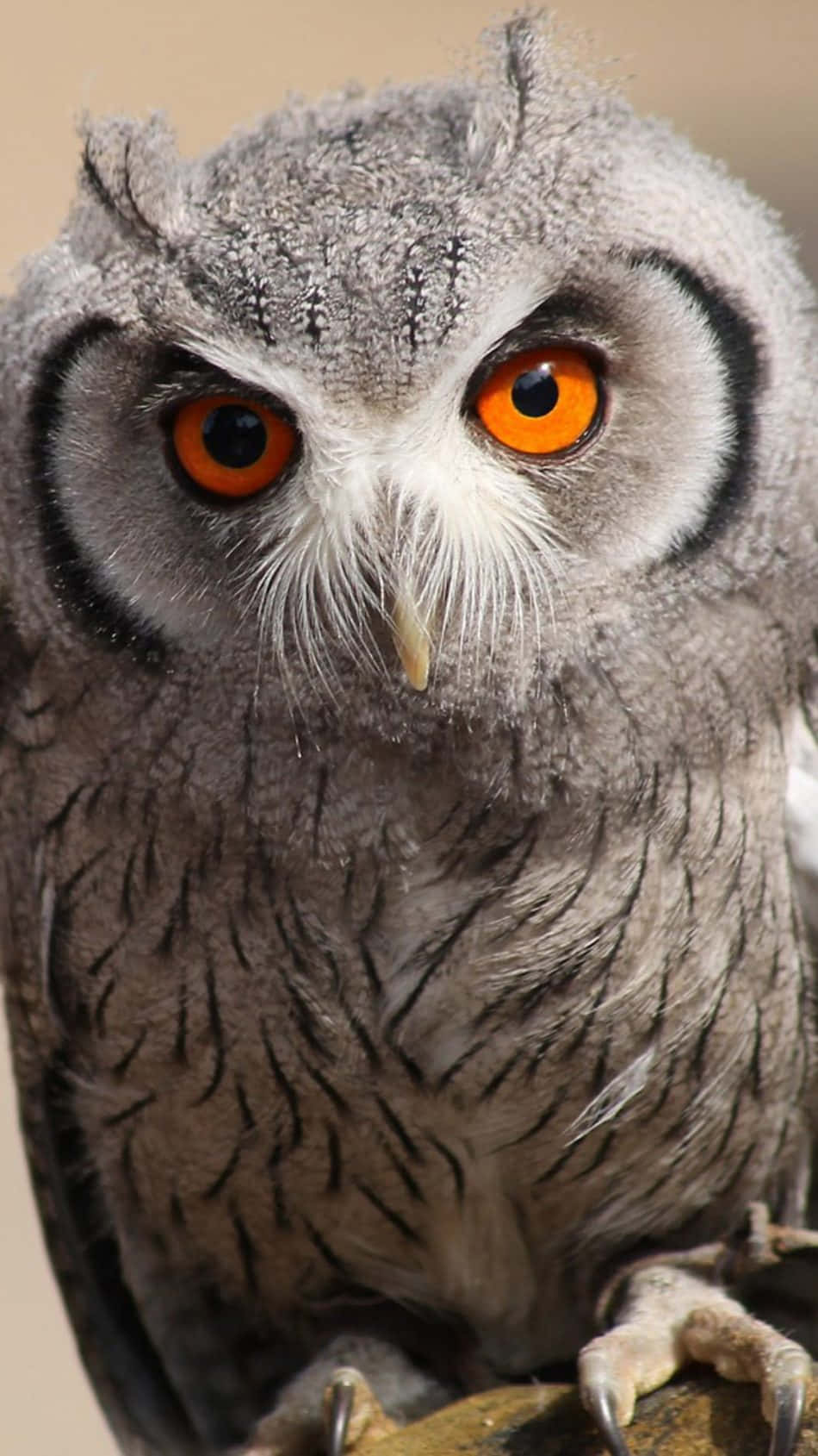 owl, gray owl, orange eyes, HD Phone Wallpaper