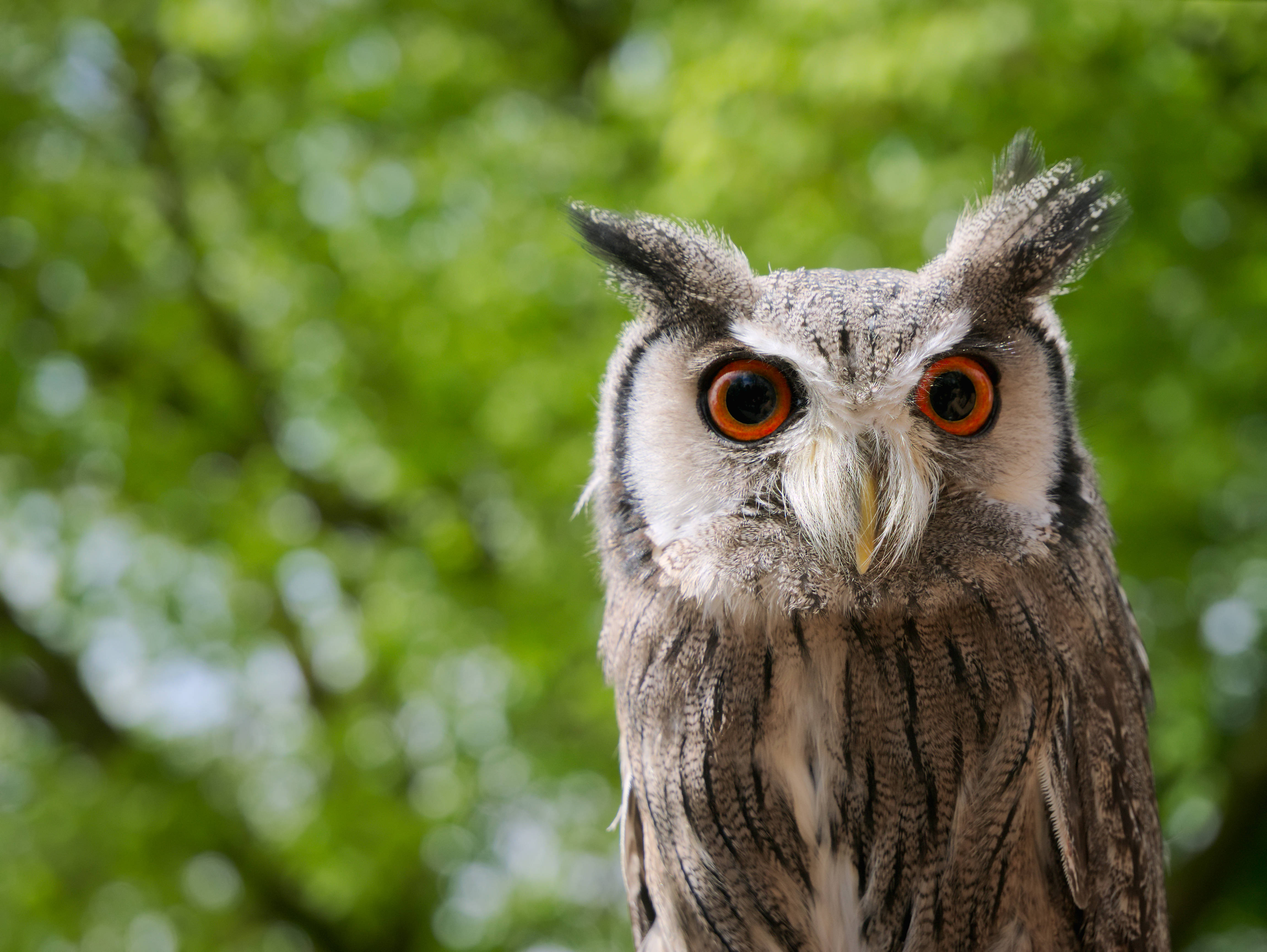 orange eyed owl, piercing orange eyes, feathered tufts, 4K Desktop Wallpaper
