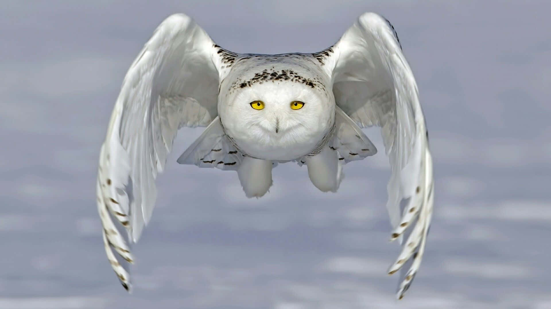 Snowy Owl, 1920 x 1080, soft gray sky, Full HD Desktop Wallpaper