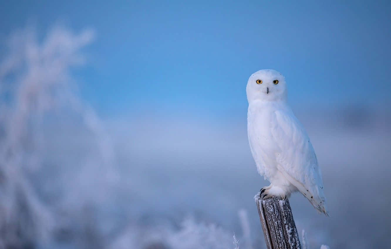 Snowy Owl, frosty wooden post, soft blue winter sky, HD Desktop Wallpaper