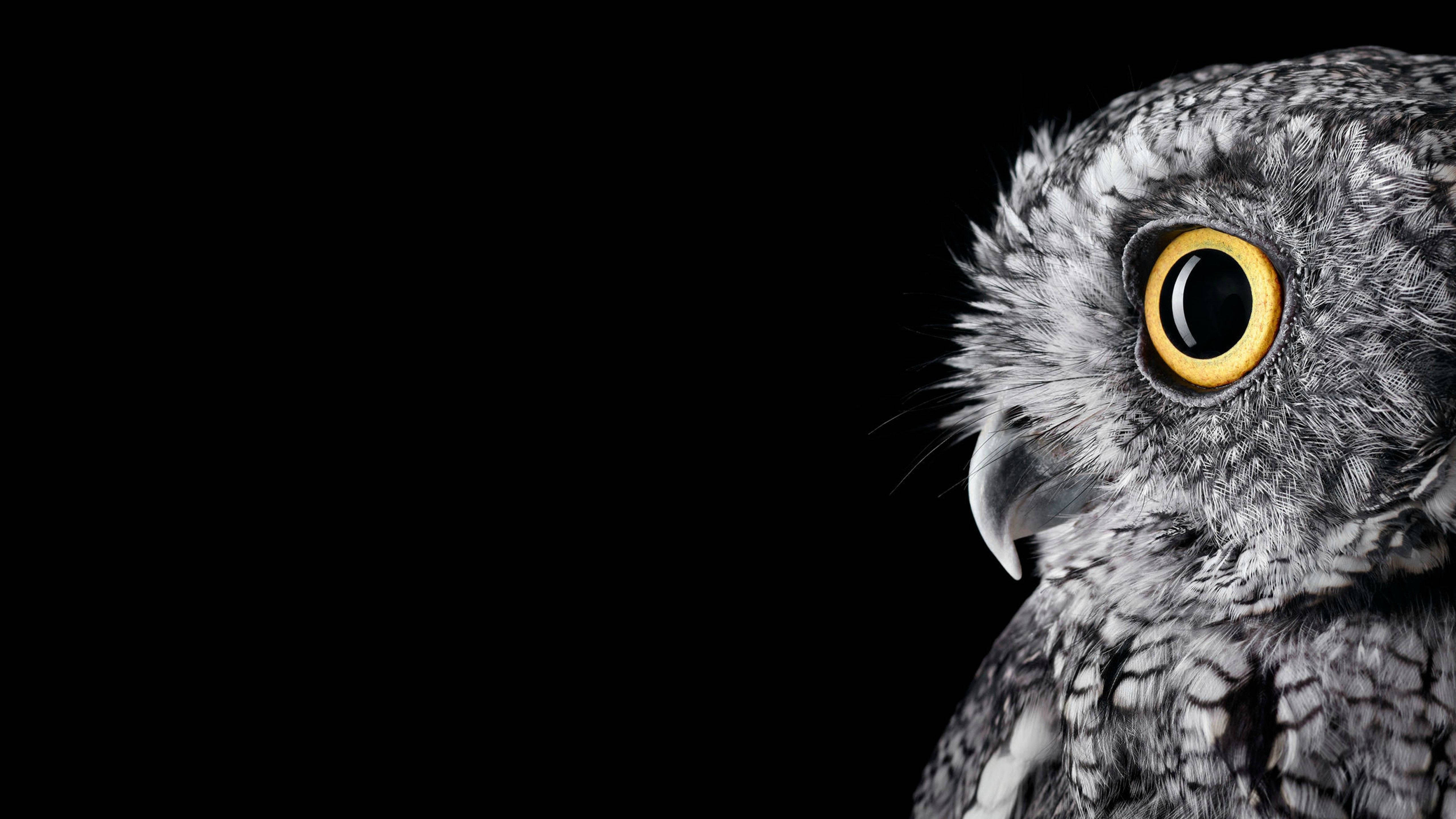 gray owl, yellow eye, textured gray feathers, 5K Desktop Wallpaper