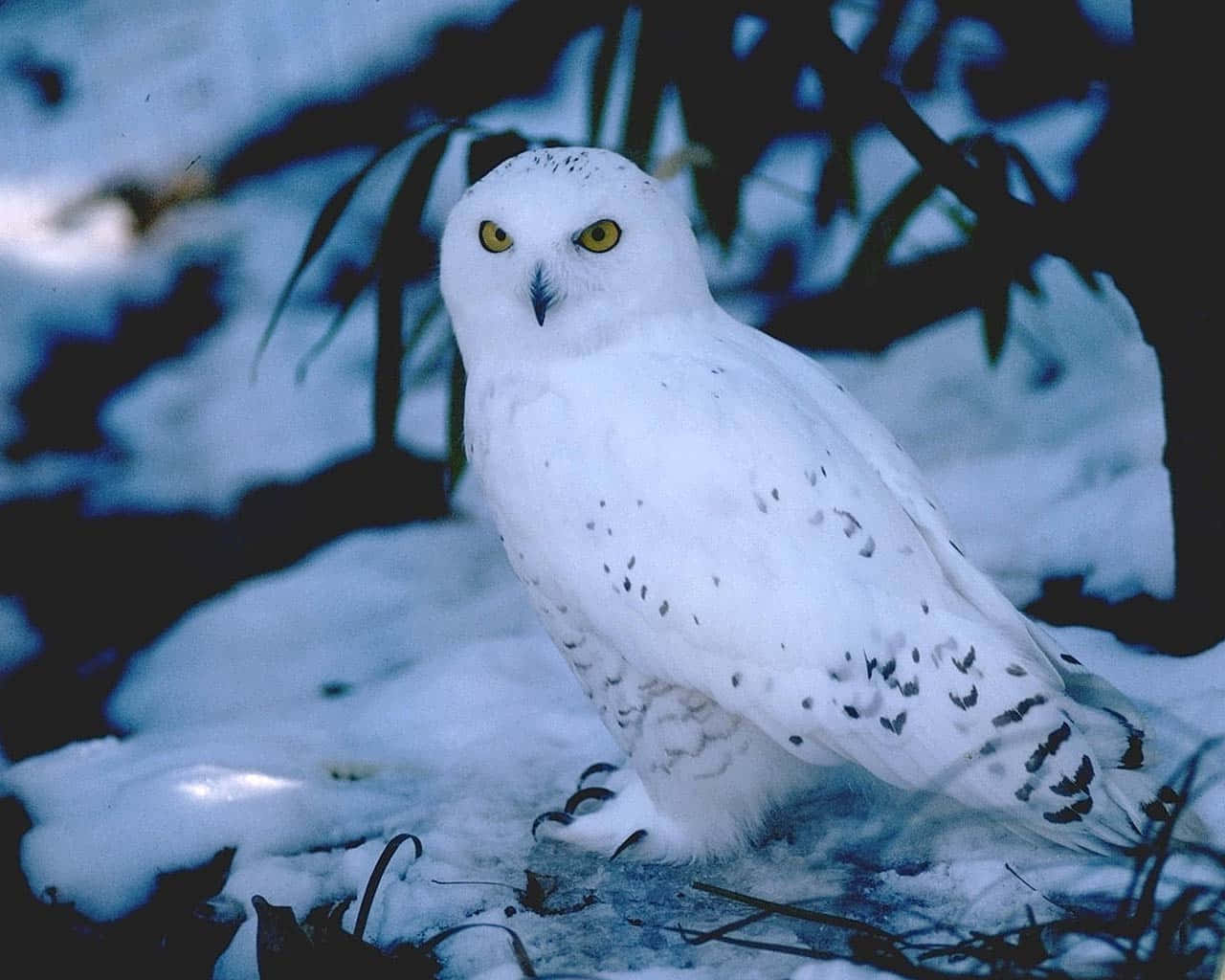 Snowy Owl, piercing yellow eyes, snow-covered ground, HD Desktop Wallpaper