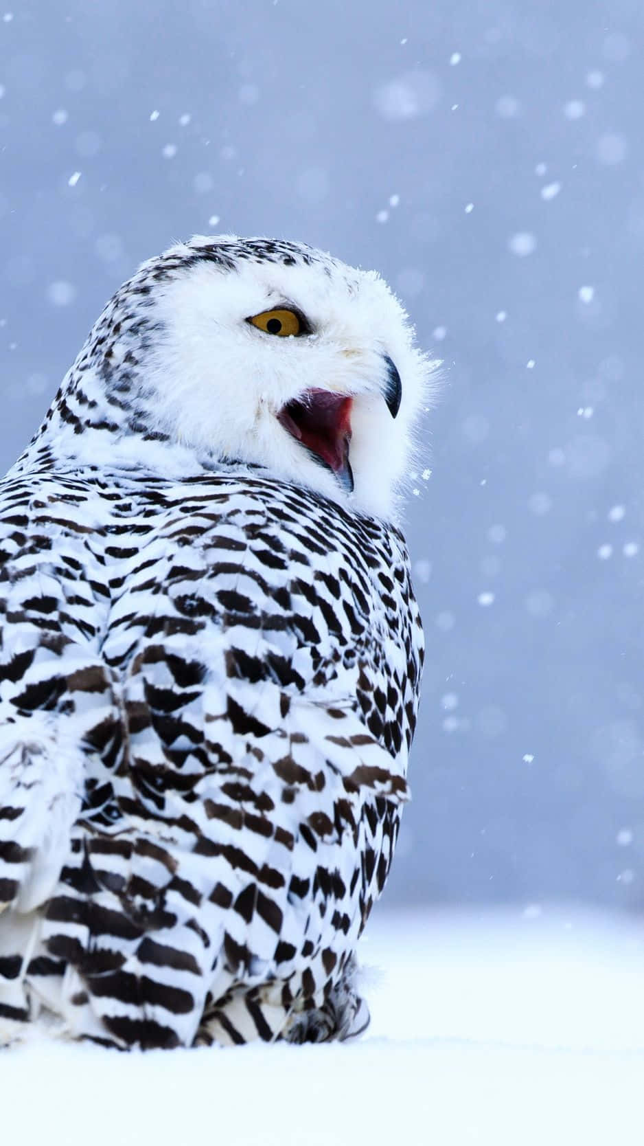 Snowy Owl, yellow eyes, black spotted feathers, HD Phone Wallpaper