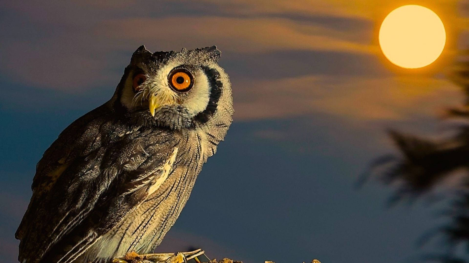 baby owl, dawn, twilight sky, Full HD Desktop Wallpaper