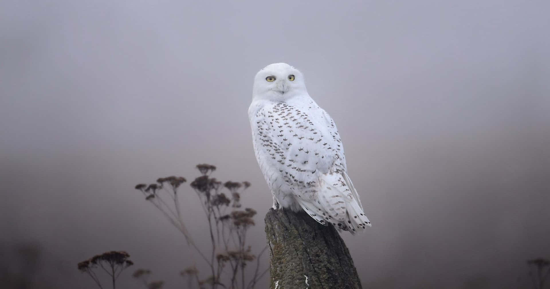 Snowy Owl, mossy stump, soft gray fog, Full HD Desktop Wallpaper