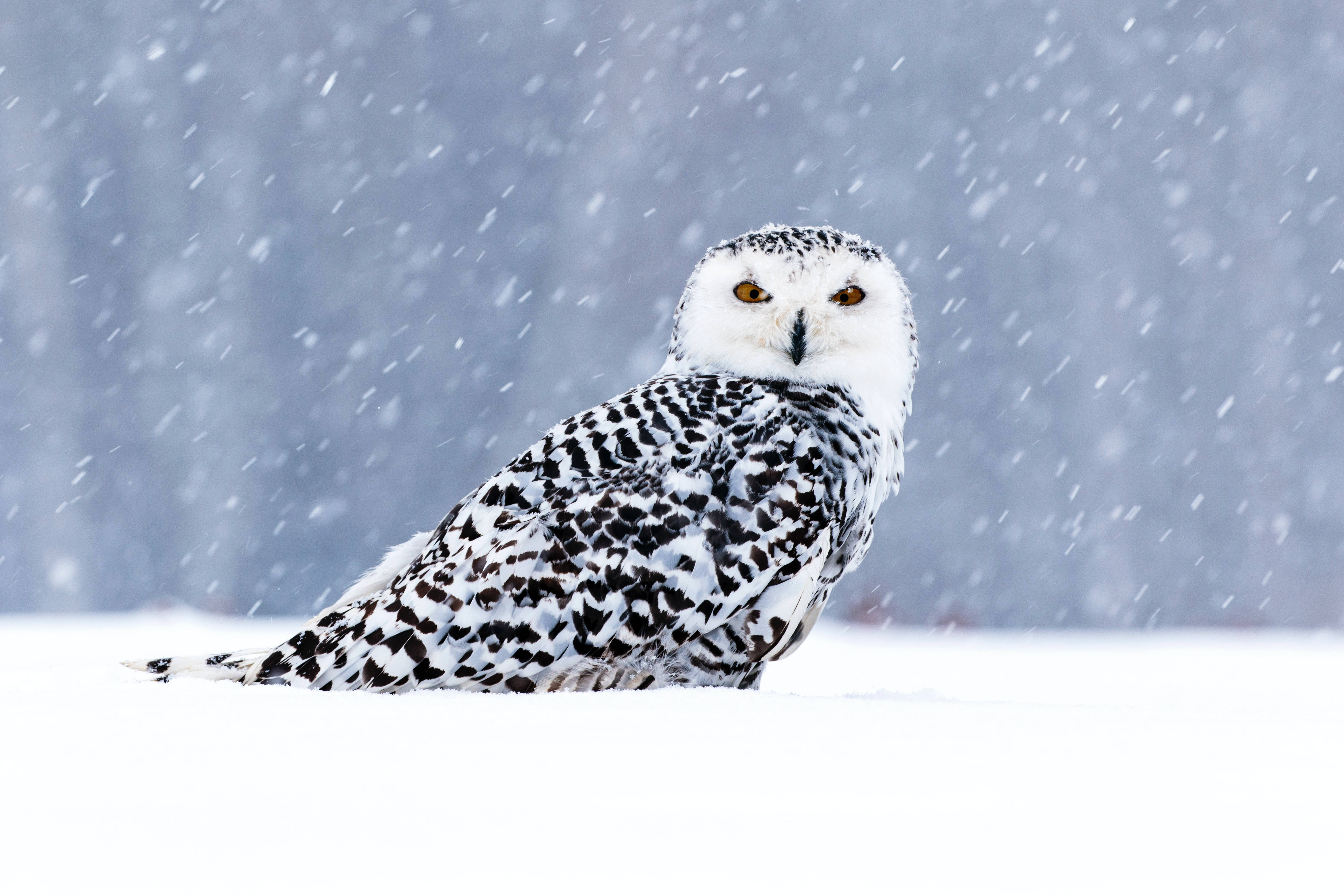 snowy owl, striking orange eyes, falling snow, 5K Desktop Wallpaper