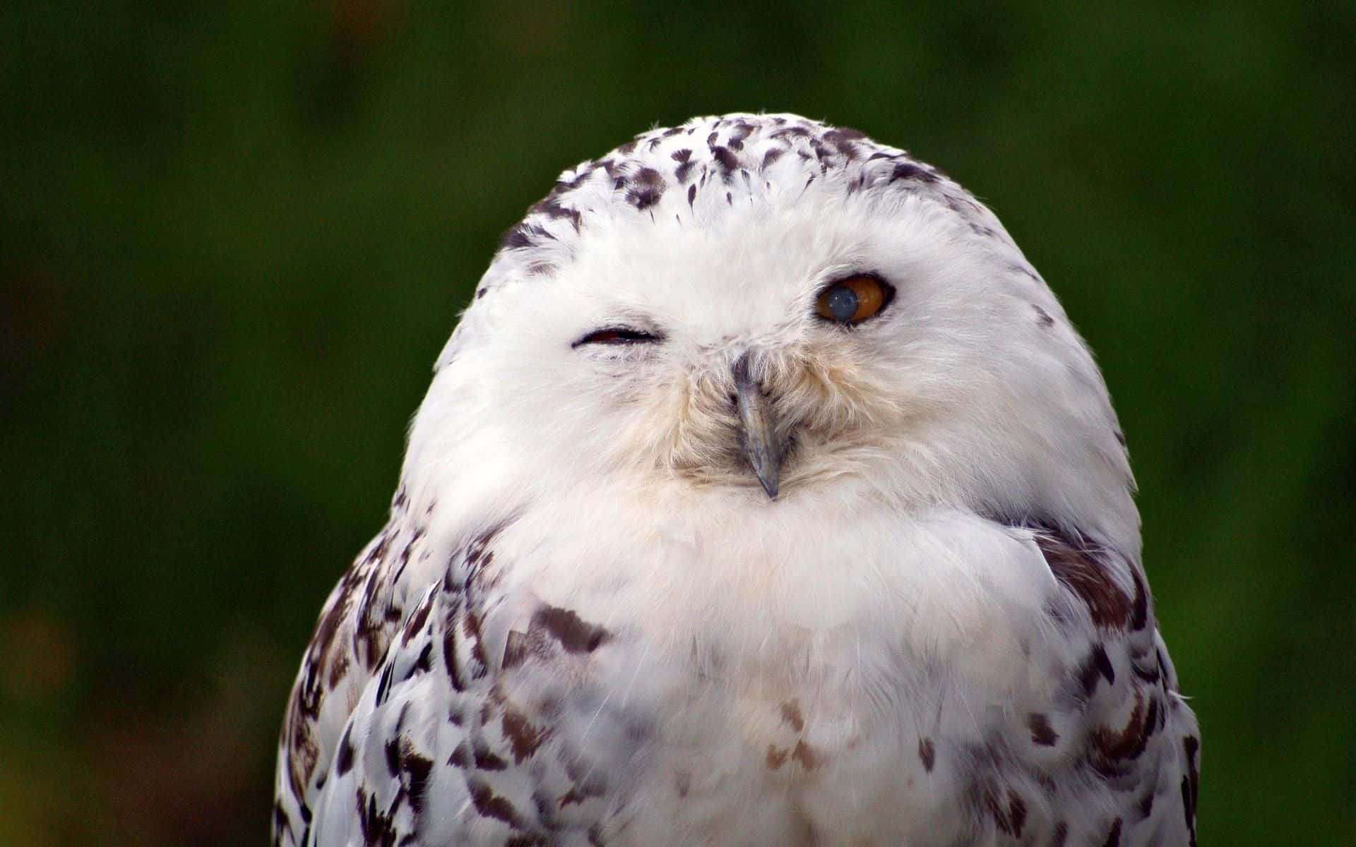 Snowy Owl, 1920 x 1200, close-up, Full HD Desktop Wallpaper