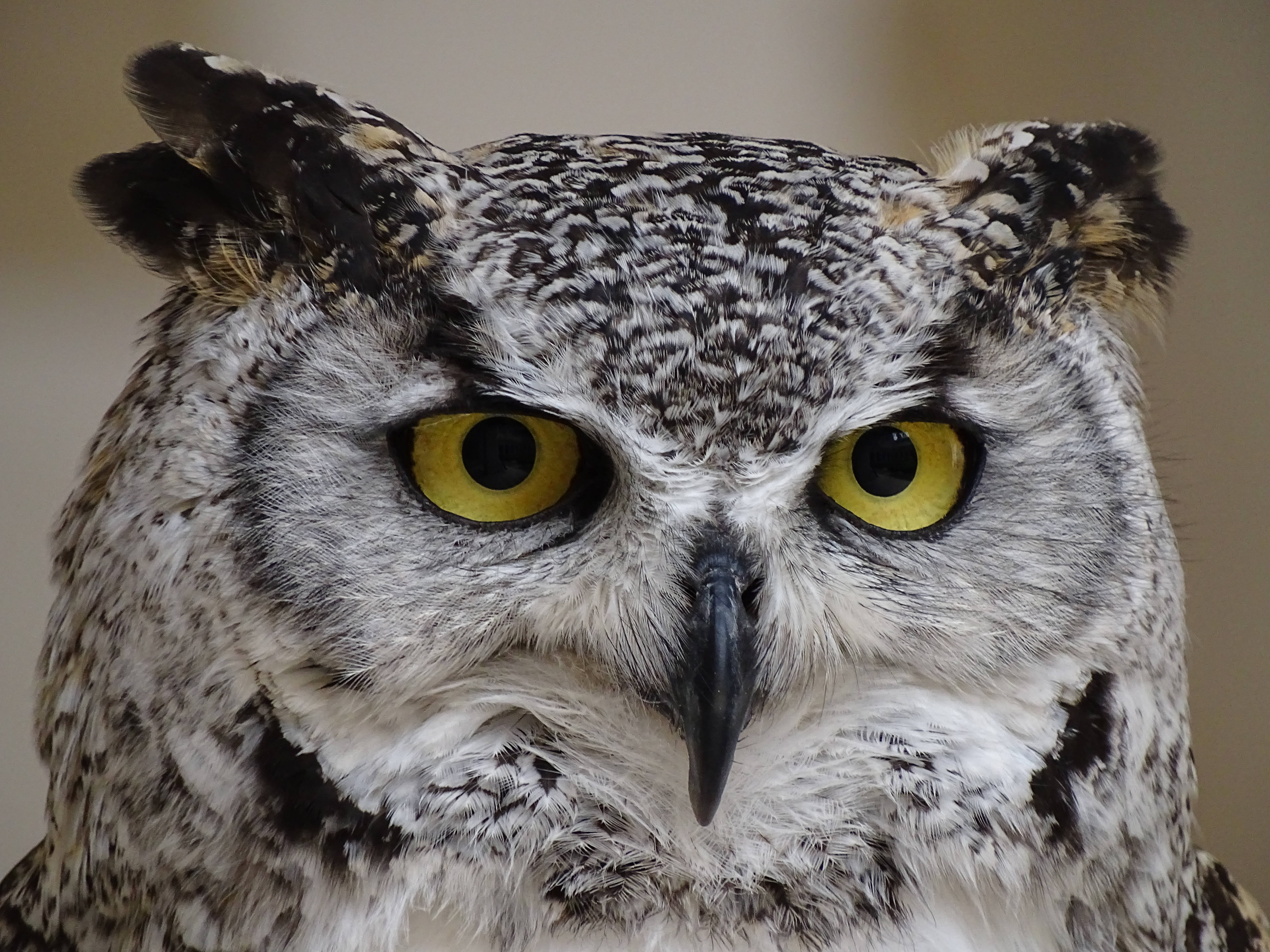 Eurasian owl, great horned owl, piercing yellow eyes, 5K Desktop Wallpaper