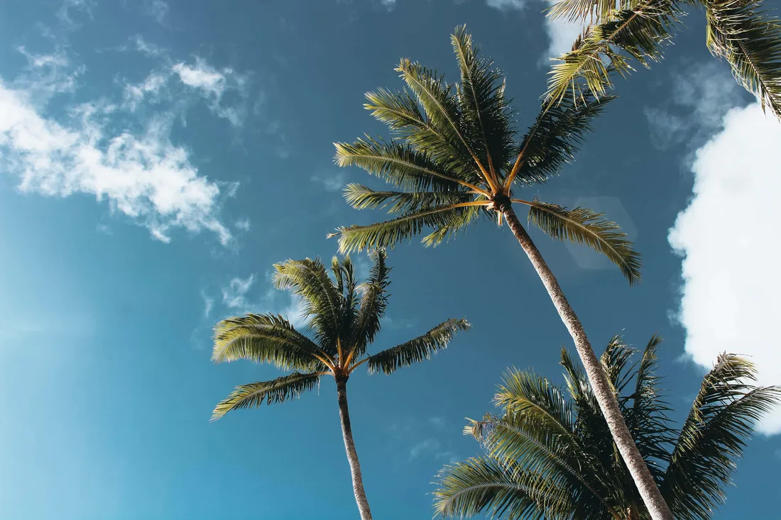 Cute Palm Tree
