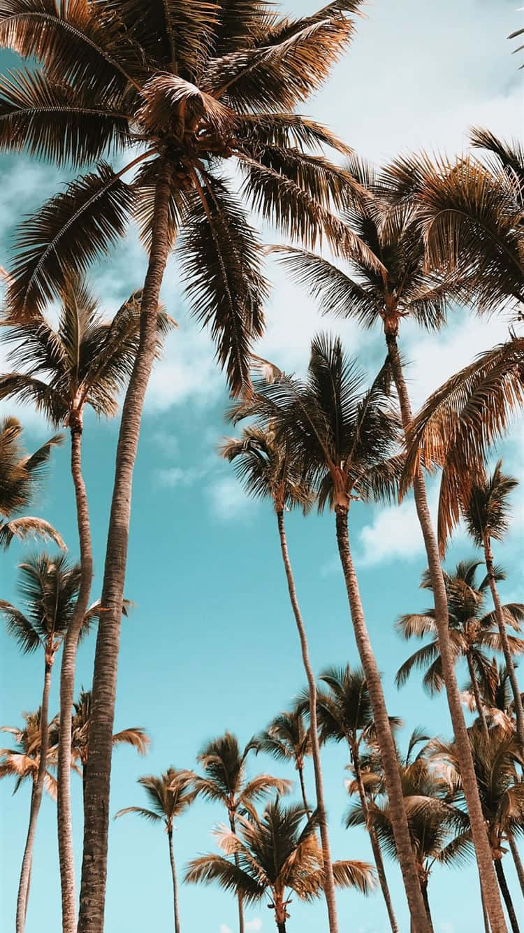 palm tree, turquoise sky, white clouds, HD Phone Wallpaper