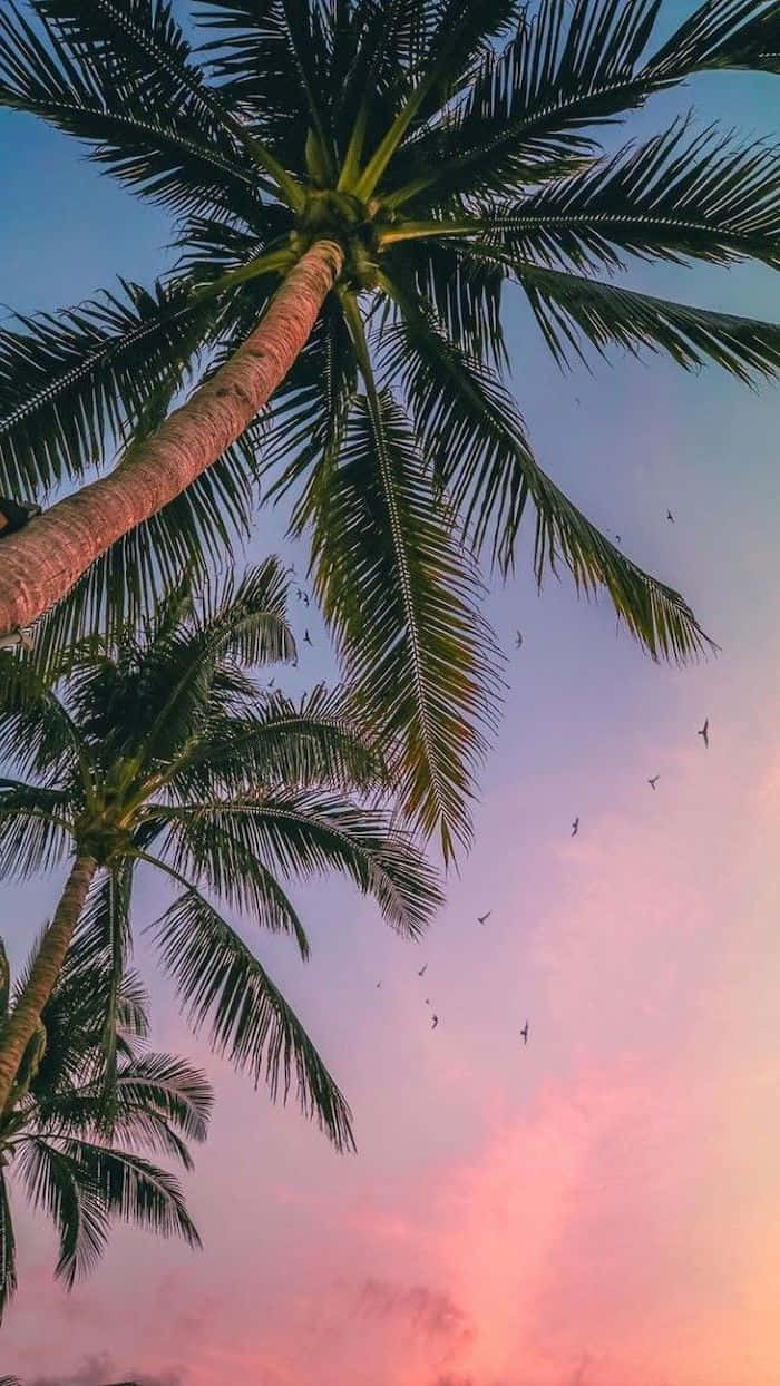 Cute Palm Tree, vibrant pink and blue sunset sky, birds flying overhead, SD Phone Wallpaper