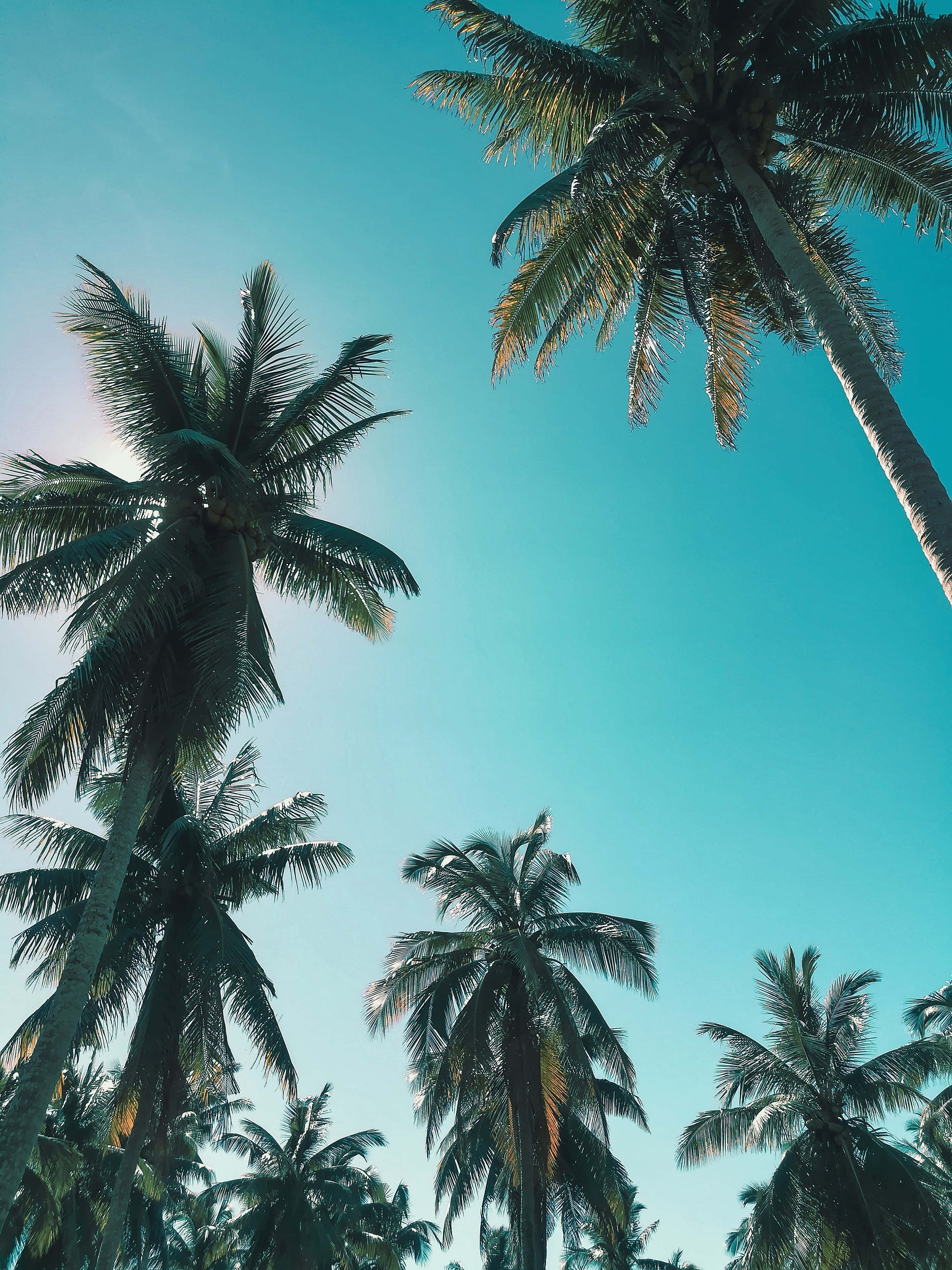 cute palm tree, vibrant turquoise sky, sun-drenched tropical paradise, 4K Phone Wallpaper