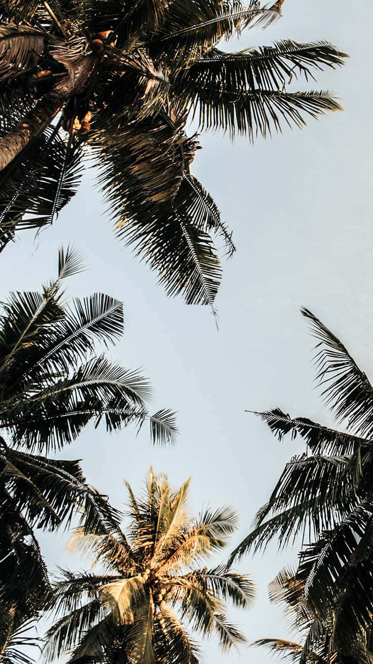 palm tree, tropical, beach setting, HD Phone Wallpaper