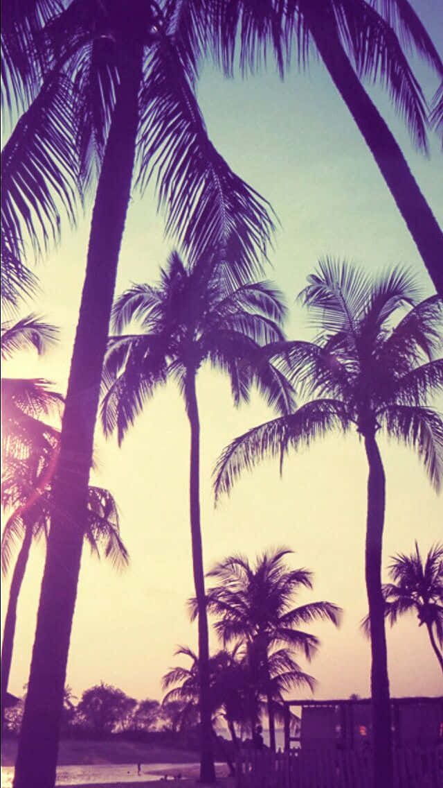 palm trees, vibrant purple and yellow sunset sky, beach, SD Phone Wallpaper