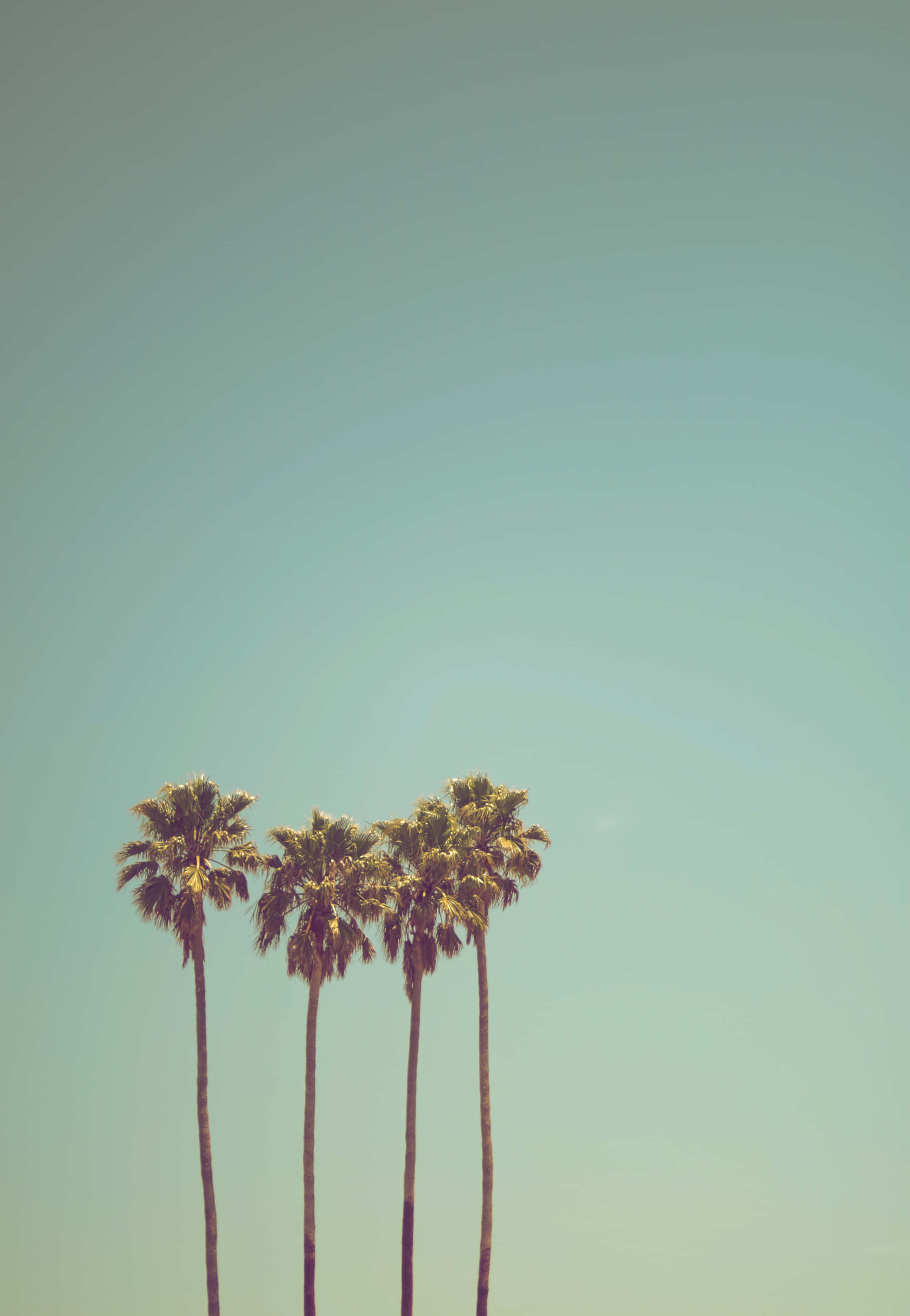 cute palm tree, four tall palm trees, vast clear sky, 2K Phone Wallpaper