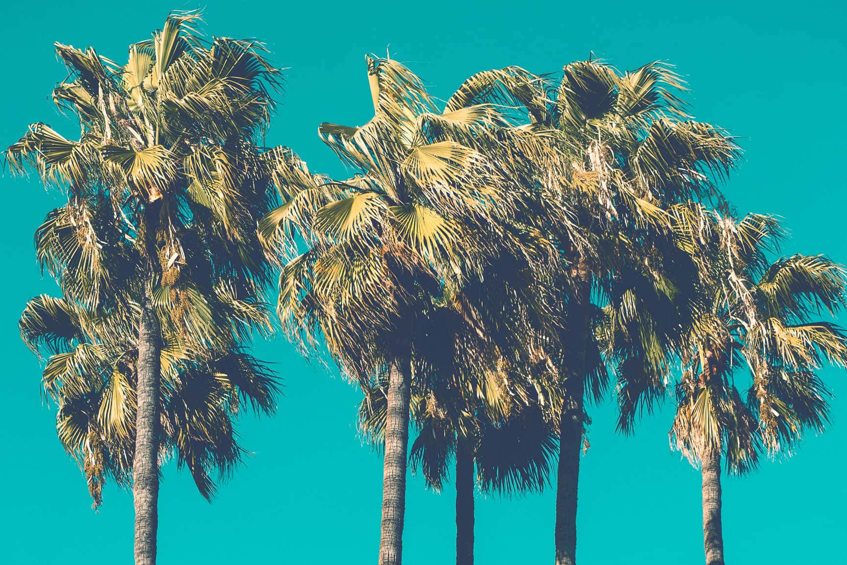 cute palm tree, tall palm trees, vibrant turquoise sky, HD Desktop Wallpaper