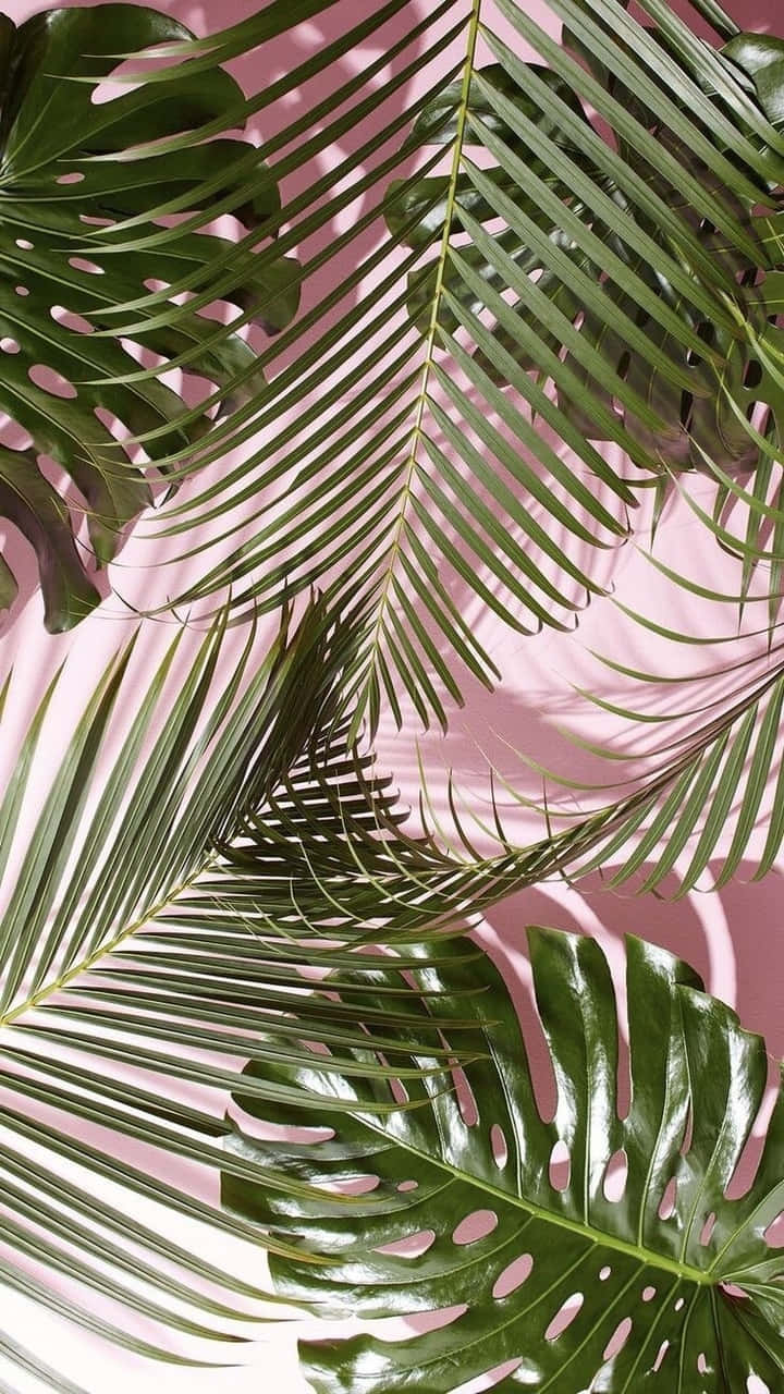 cute palm tree, vibrant green tropical leaves, glossy textures, HD Phone Wallpaper