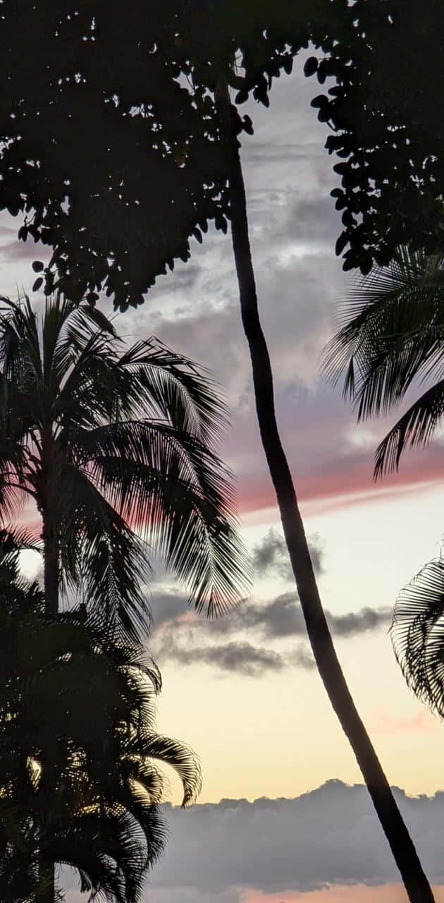palm tree, sunny beach, soft pink and orange sunset sky, HD Phone Wallpaper
