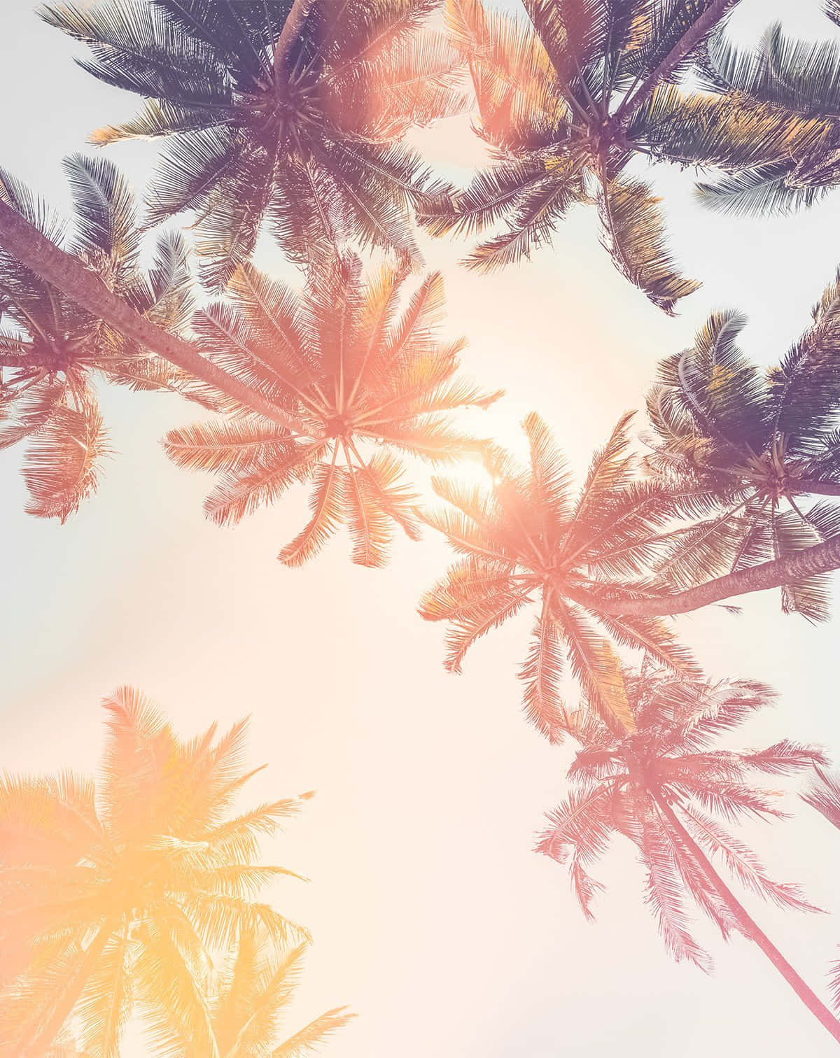 palm tree, tropical sky, golden hues, HD Phone Wallpaper