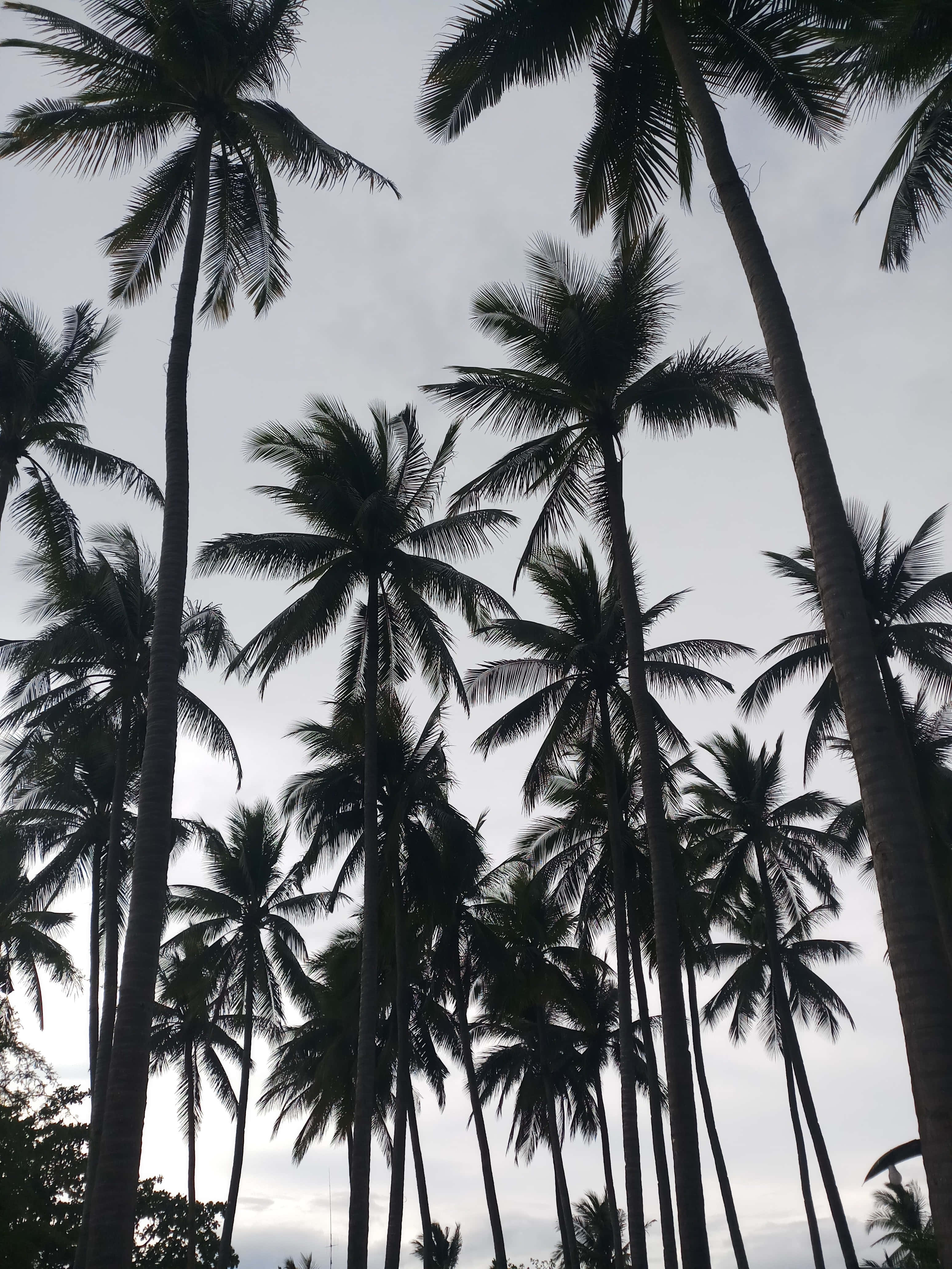 palm tree, summertime, overcast sky, 4K Phone Wallpaper