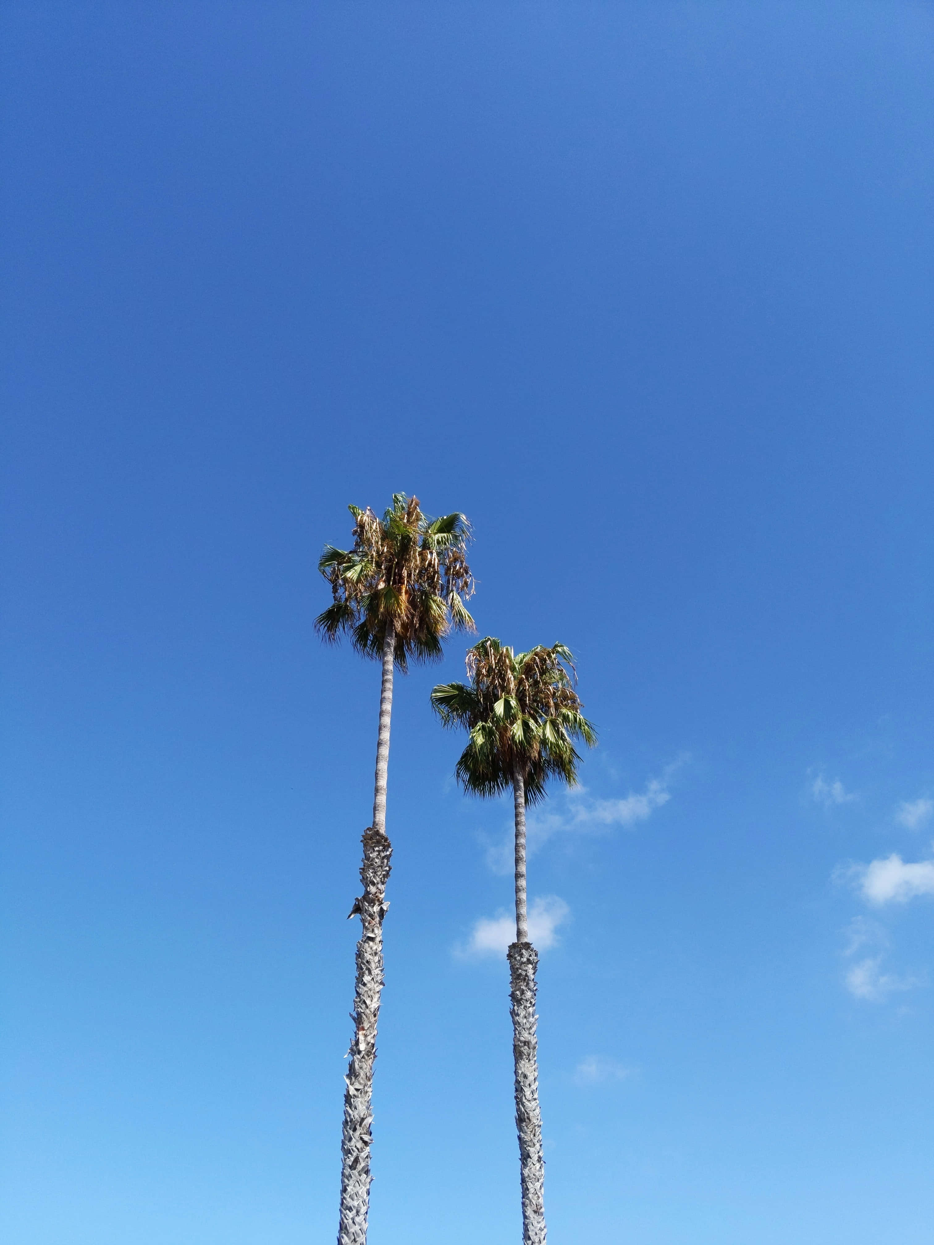 cute palm tree, palm trees, clear blue sky, 4K Phone Wallpaper