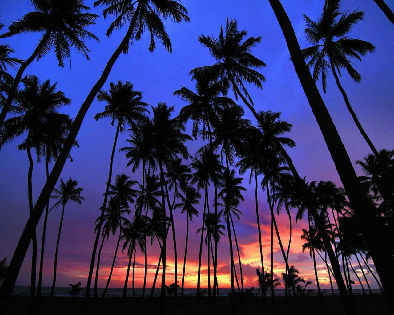 cute palm tree, tropical palm tree, twilight sky, HD Desktop Wallpaper