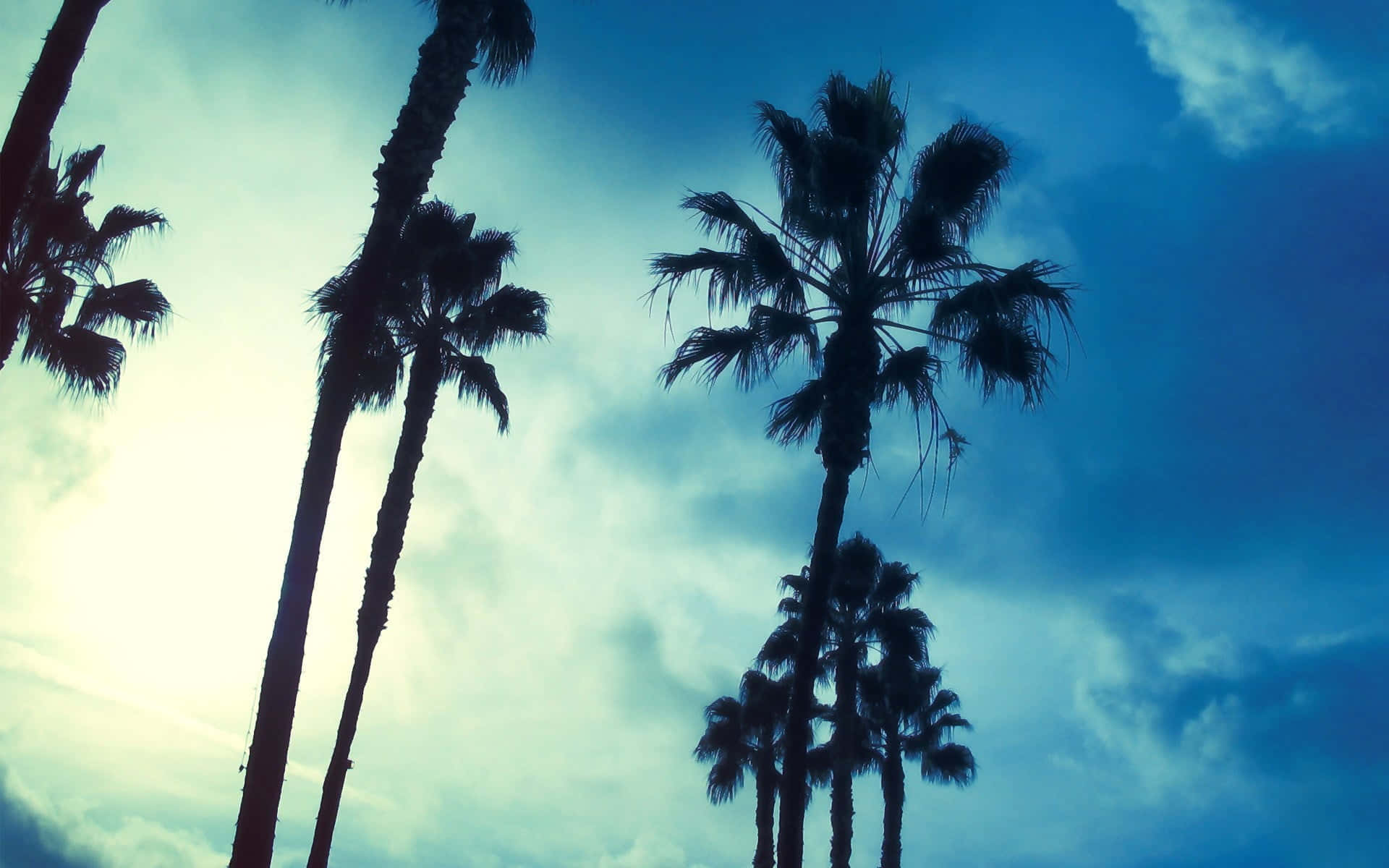cute palm tree, silhouetted palm trees, dramatic sky, Full HD Desktop Wallpaper