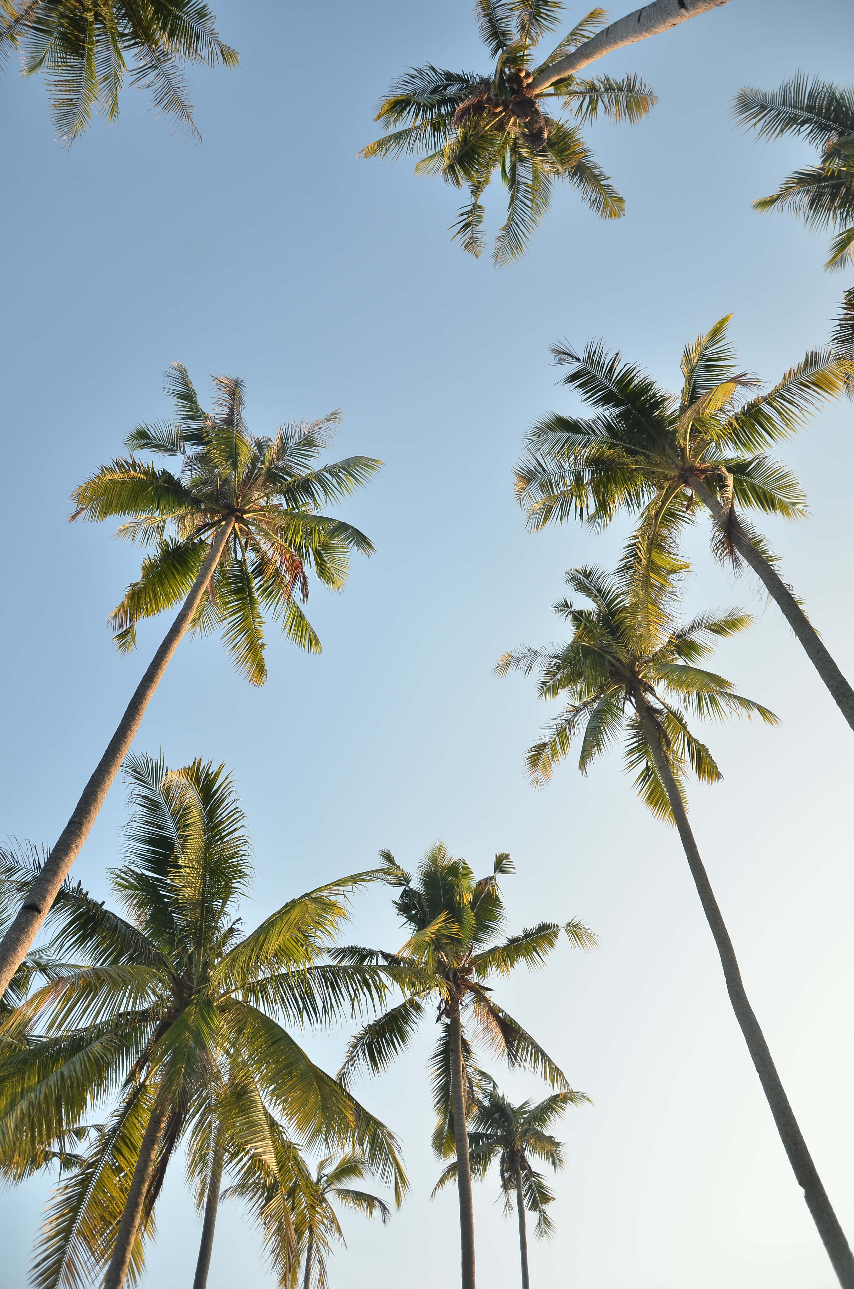 cute palm tree, lush palm tree, sandy beach getaway, 4K Phone Wallpaper