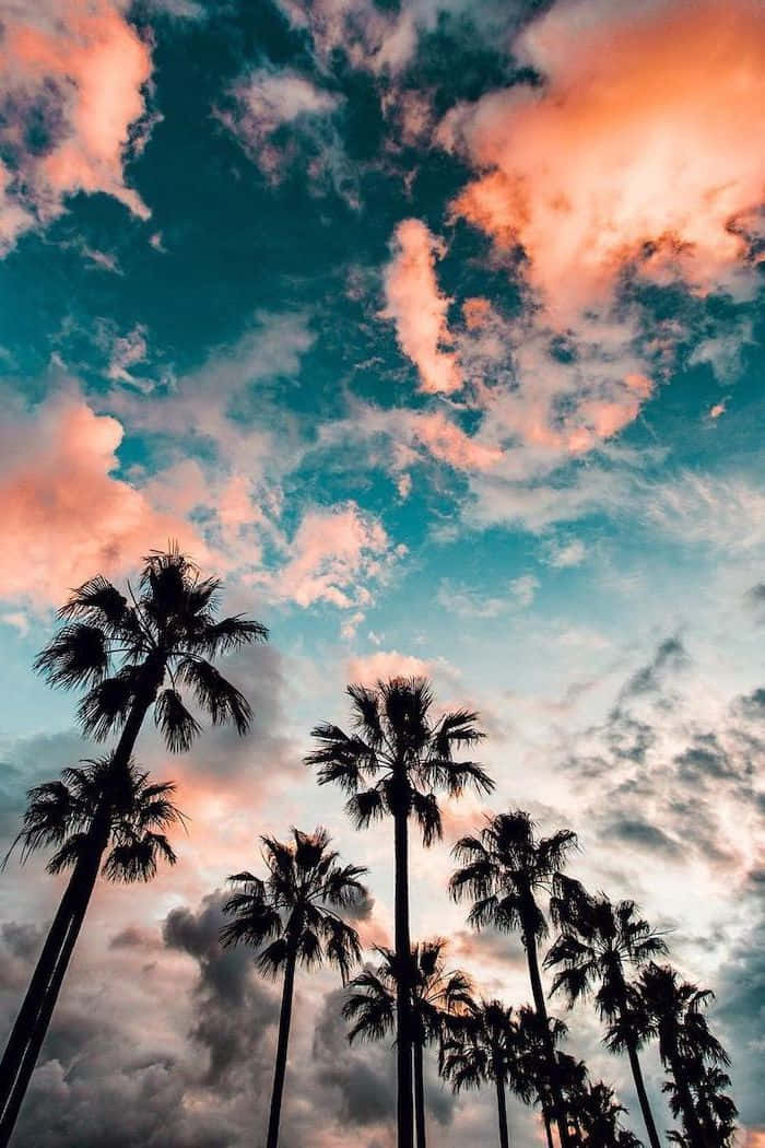 palm tree, sunny day, coral clouds, SD Phone Wallpaper
