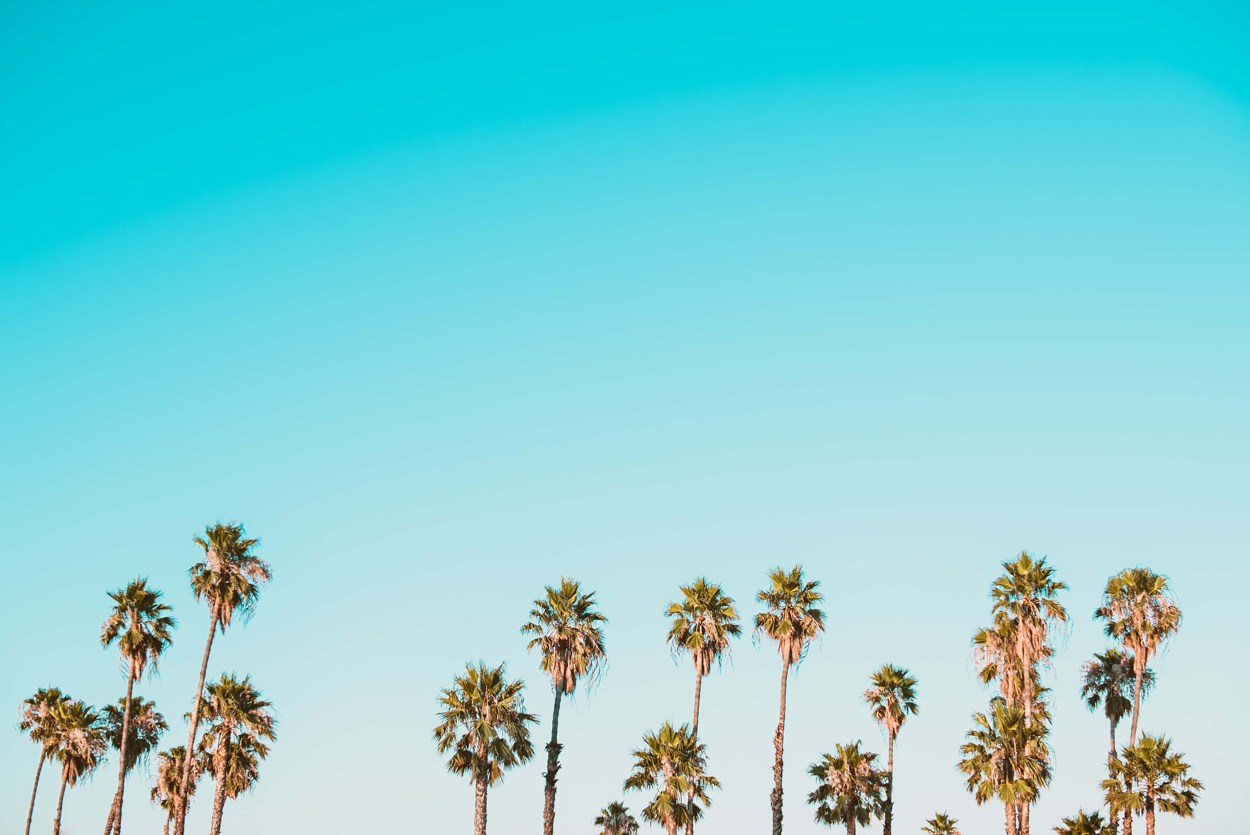 cute palm tree, gradient blue sky, bright sunny day, 4K Desktop Wallpaper