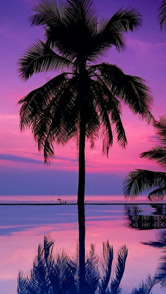 palm tree, vibrant pink and purple sunset, calm ocean waters, SD Phone Wallpaper